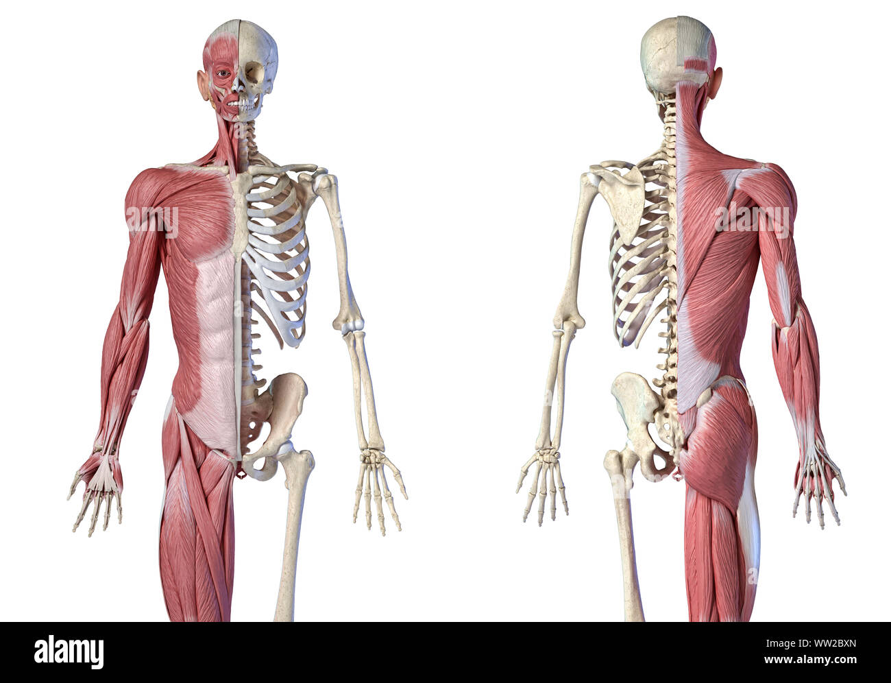 Human male anatomy, 3/4 figure muscular and skeletal systems, front and back views on white background. 3d anatomy illustration. Stock Photo