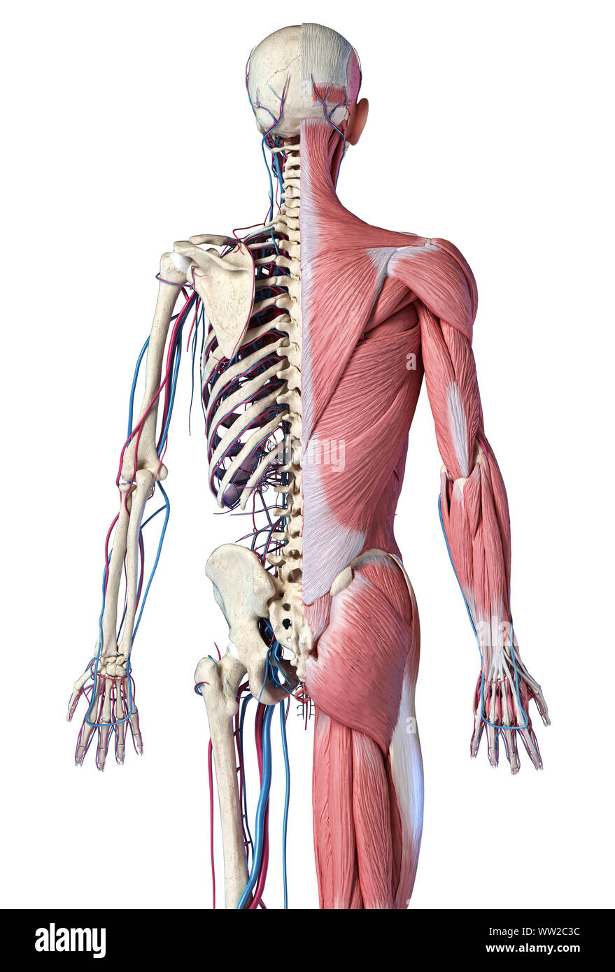 Human Anatomy 3 4 Body Skeletal Muscular And Cardiovascular Systems Back View On White Background 3d Illustration Stock Photo Alamy