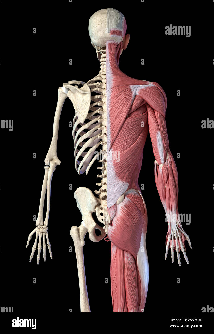 Human male anatomy, 3/4 figure muscular and skeletal systems, back view on black background. 3d anatomy illustration. Stock Photo