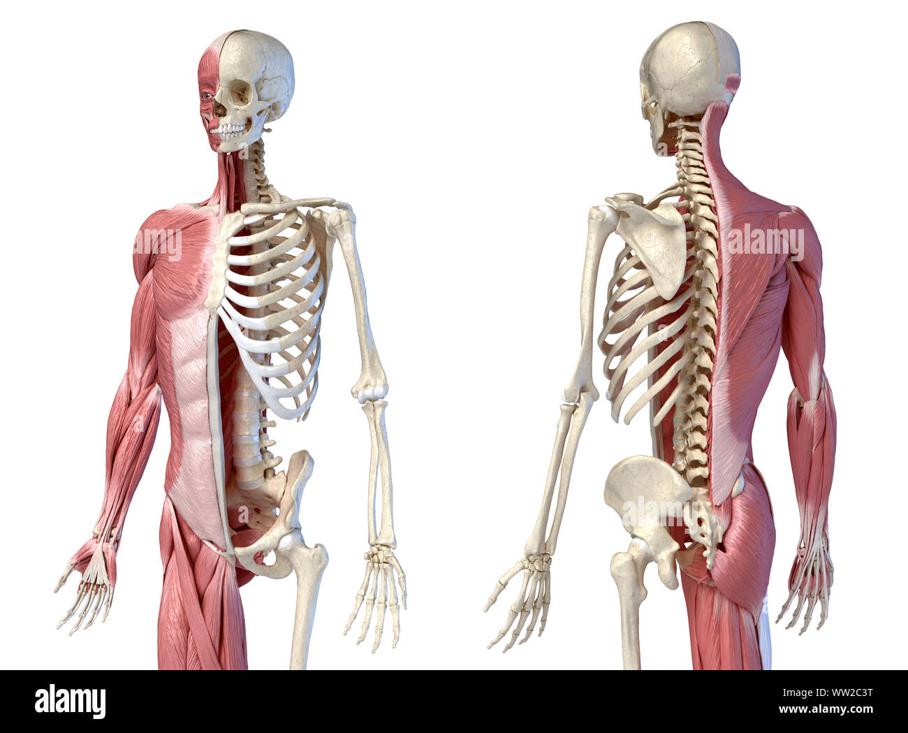 Human male anatomy, 3/4 figure muscular and skeletal systems, front and back perspective views. on white background. 3d anatomy illustration. Stock Photo