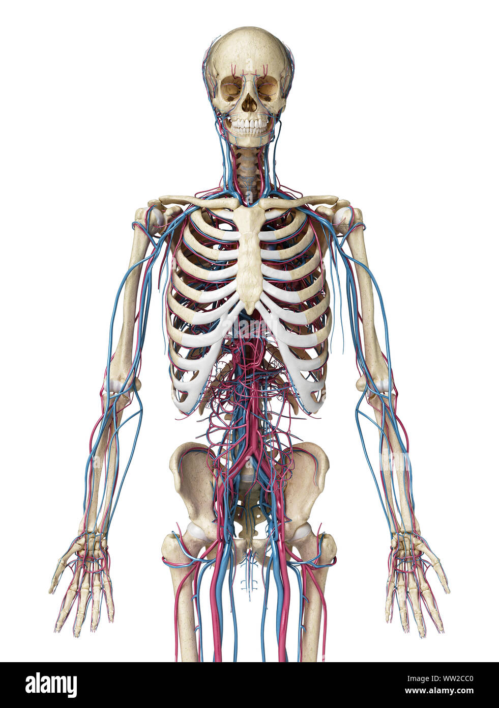 Human body anatomy. 3d illustration of 3/4 Skeletal and cardiovascular systems. Viewed from the front. On white background. Stock Photo