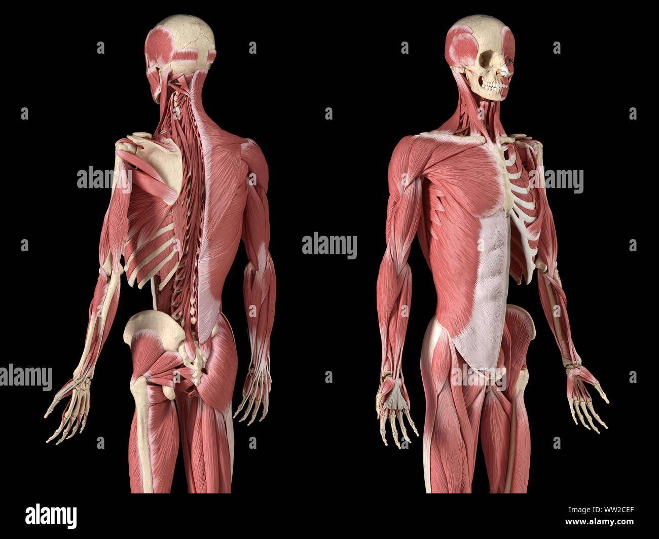 Human male anatomy, 3/4 figure muscular and skeletal systems, with internal muscle layers. Back and front perspective views. on black background. 3d a Stock Photo