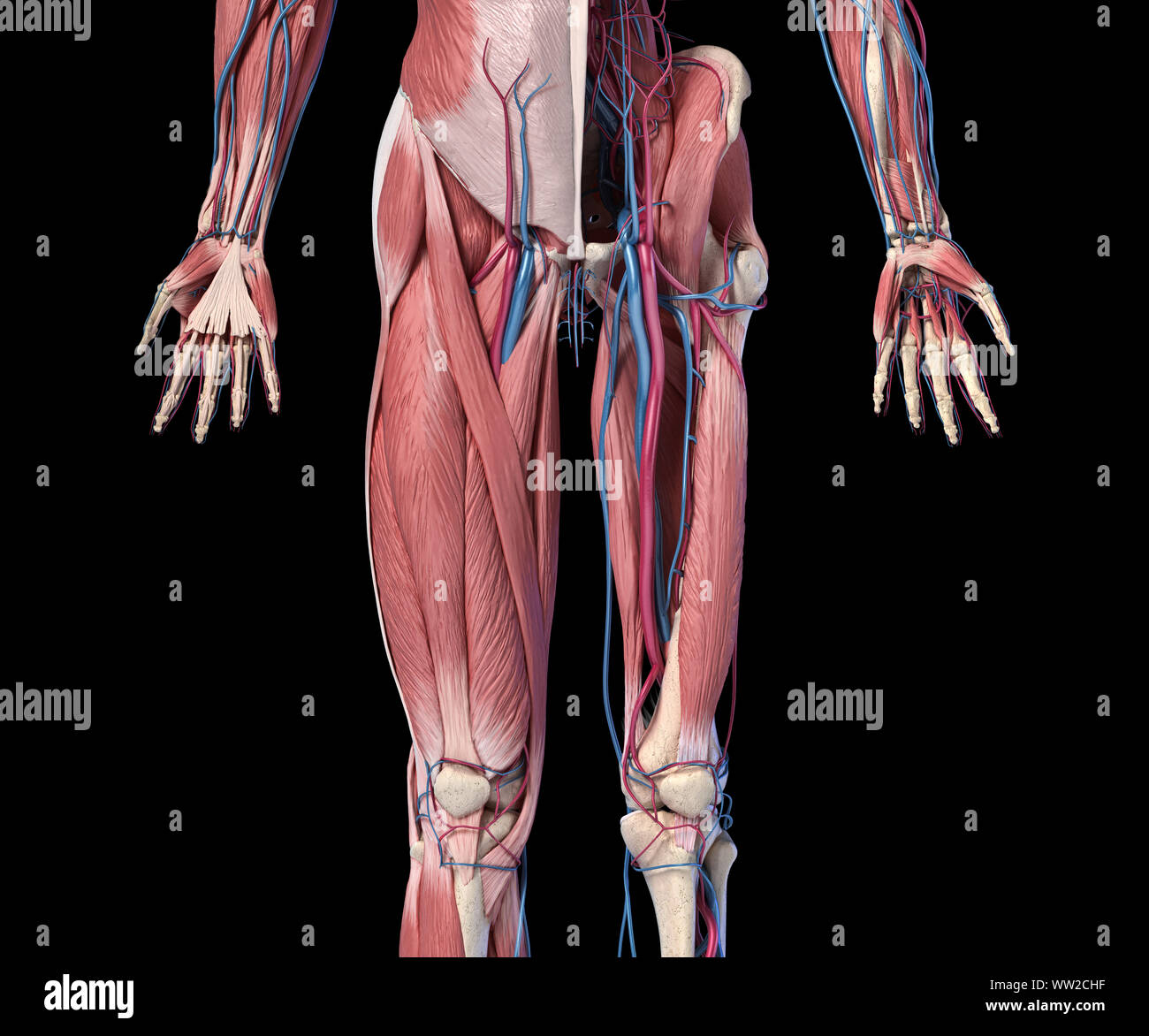 Human Anatomy,  Limbs and hip skeletal, muscular and cardiovascular systems, with sub layers muscles. front view, on black background. 3d Illustration Stock Photo