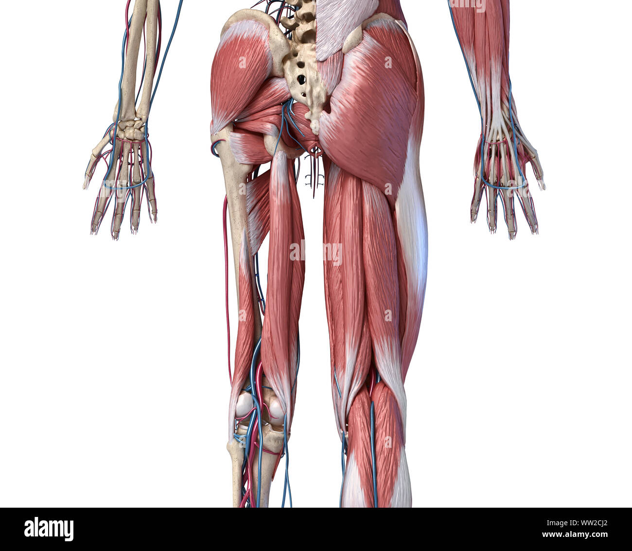 Human Anatomy,  Limbs and hip skeletal, muscular and cardiovascular systems, with sub layers muscles. back view, on white background. 3d Illustration Stock Photo