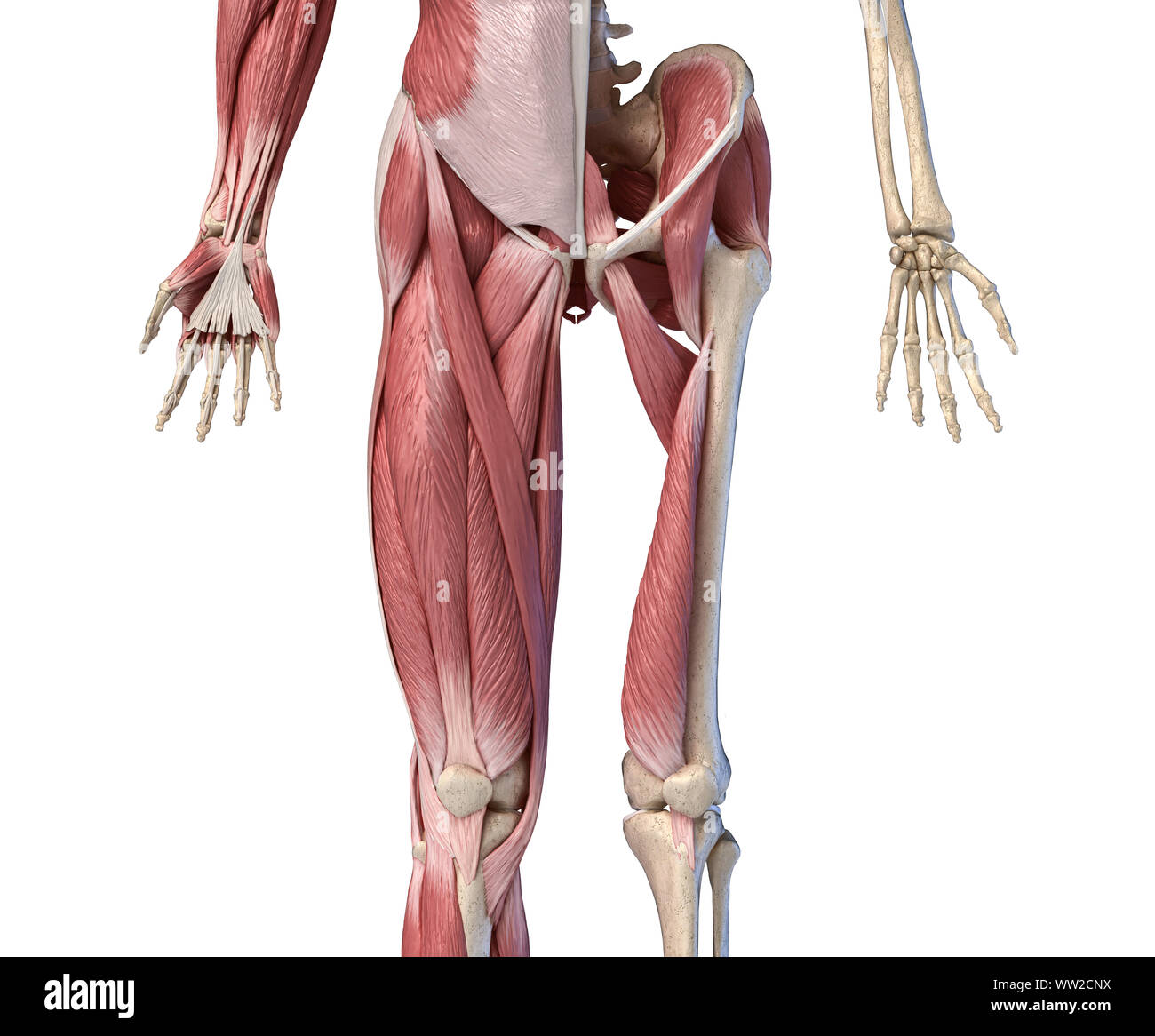 Human male anatomy, limbs and hip muscular and skeletal systems, with internal muscle layers. Front view, on white background. 3d anatomy illustration Stock Photo