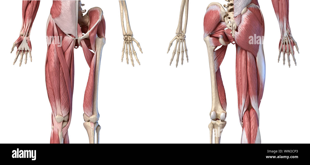 Human male anatomy, limbs and hip muscular and skeletal systems with internal muscle layers. Front and back views, on white background. 3d ilustration Stock Photo