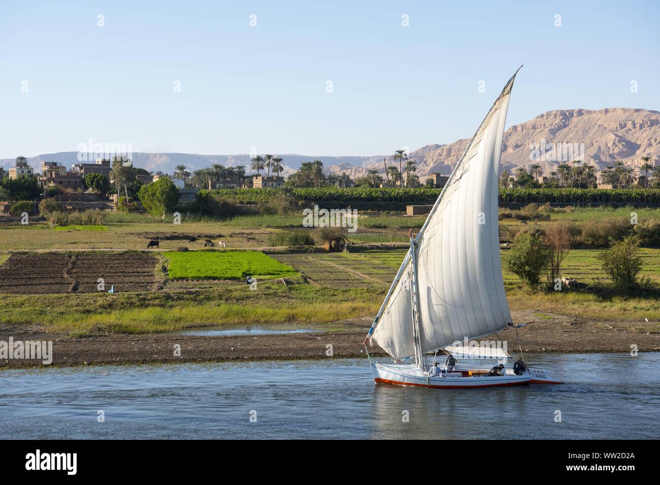 Aegypten, Luxor, eine Feluke (Segelboot) auf dem Nil suedlich von Luxor ...