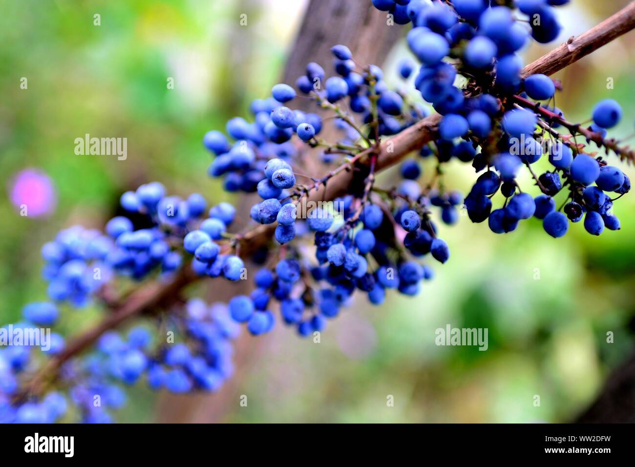 The Blue Fruits Of A Mahonia Berberis Aquifolium At The Historic Botanical Garden In The City Center Of Utrecht Netherlands 01 September 2019 Usage Worldwide Stock Photo Alamy