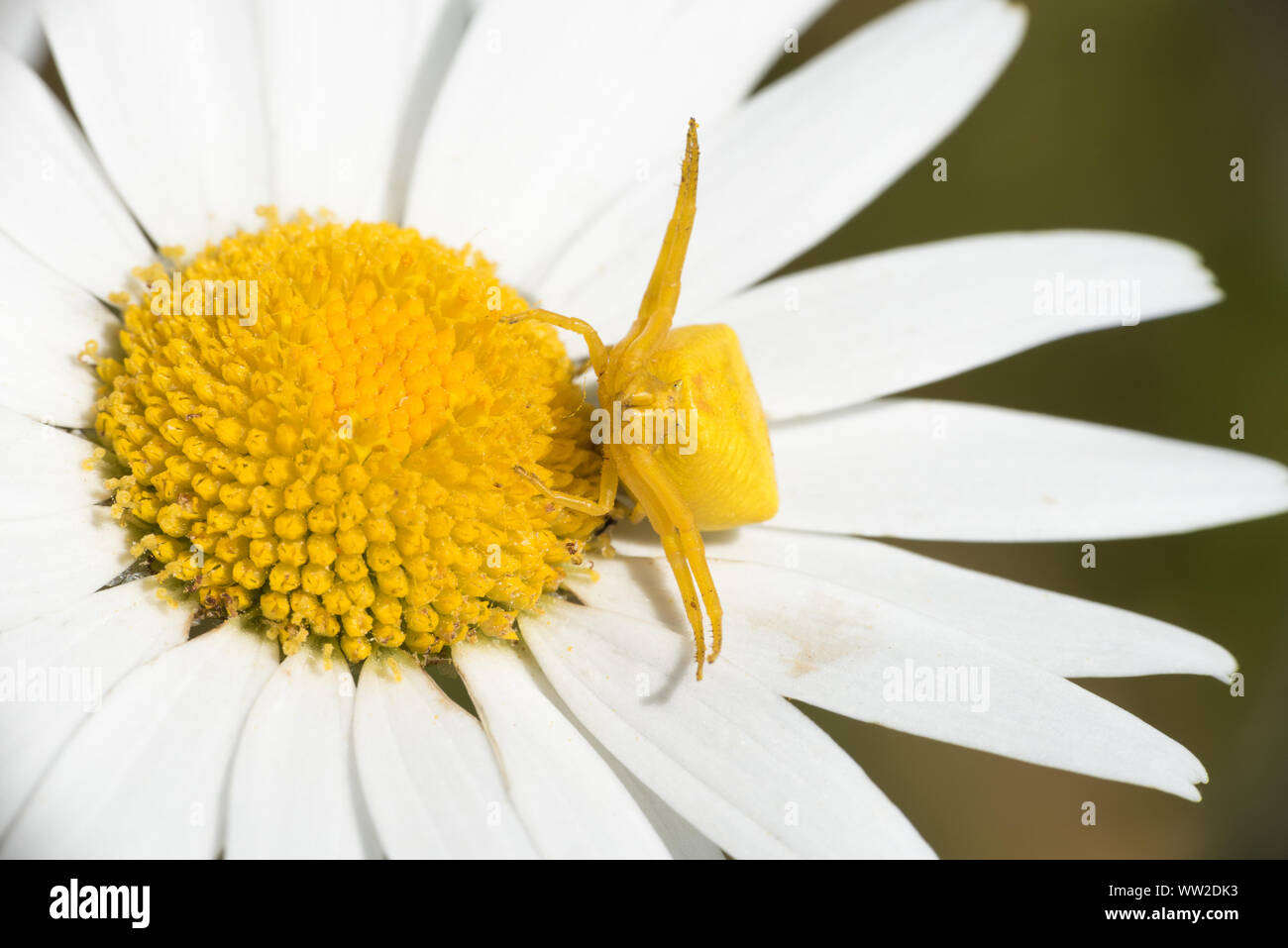 Yellow crab spider ( thomistic swollen ) on a yellow europeana Daisy flower Stock Photo
