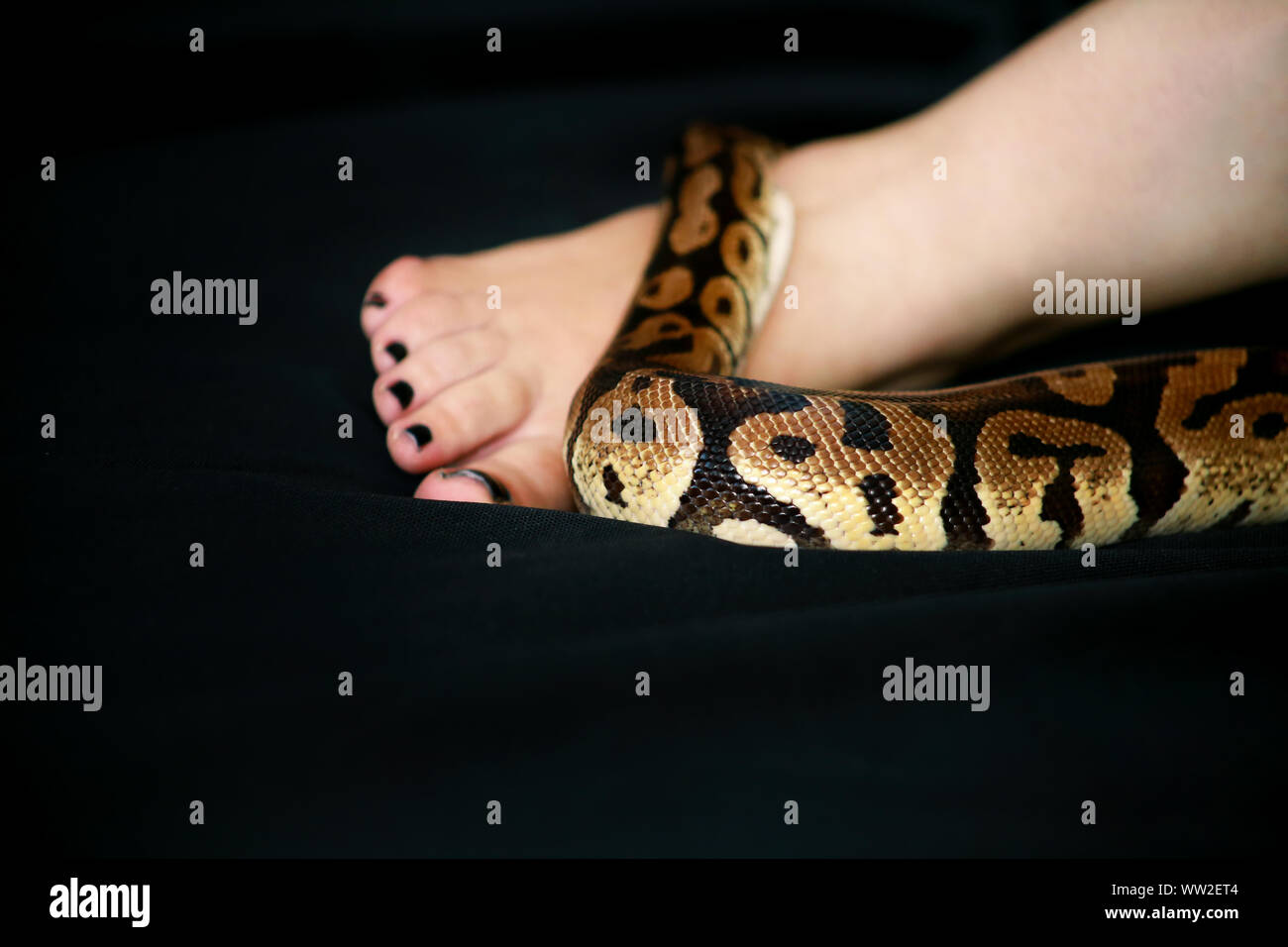 Leg with Royal Python snake. Ball Python slithering on female foot and ...