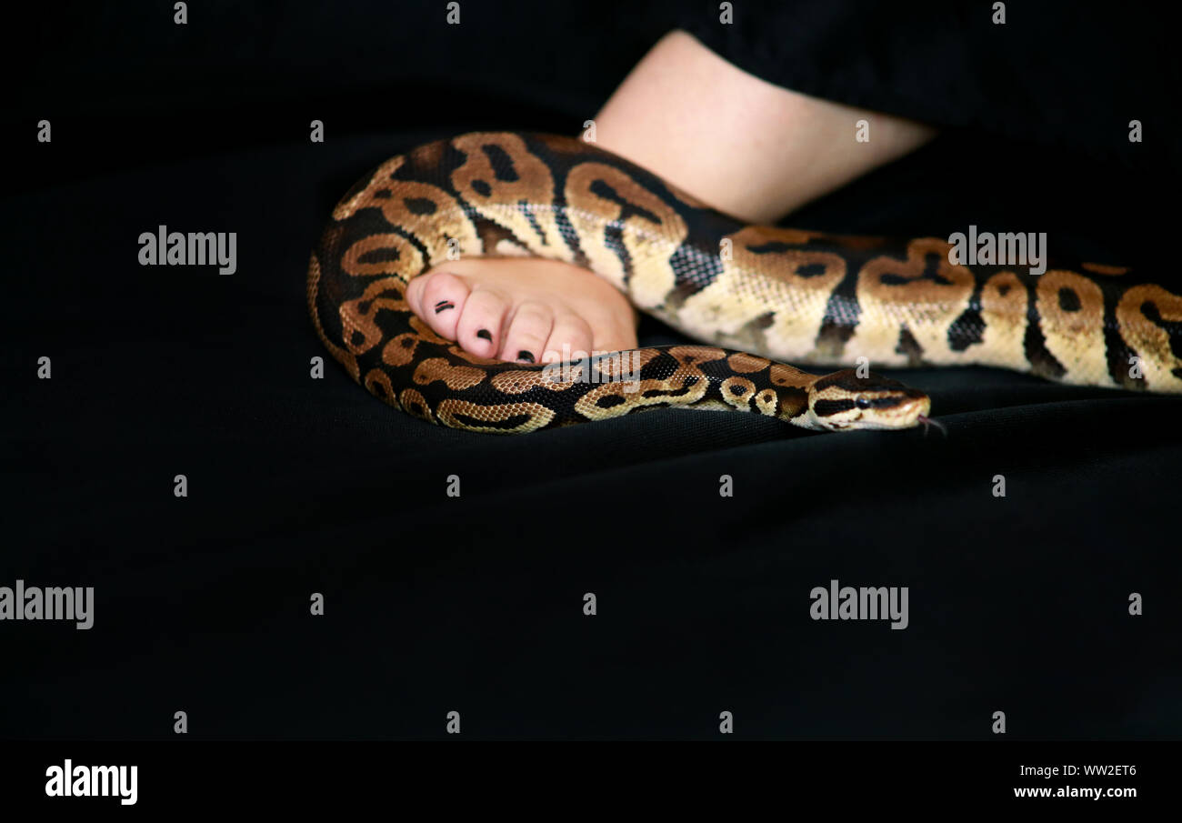 Leg with Royal Python snake. Ball Python slithering on female foot and ...