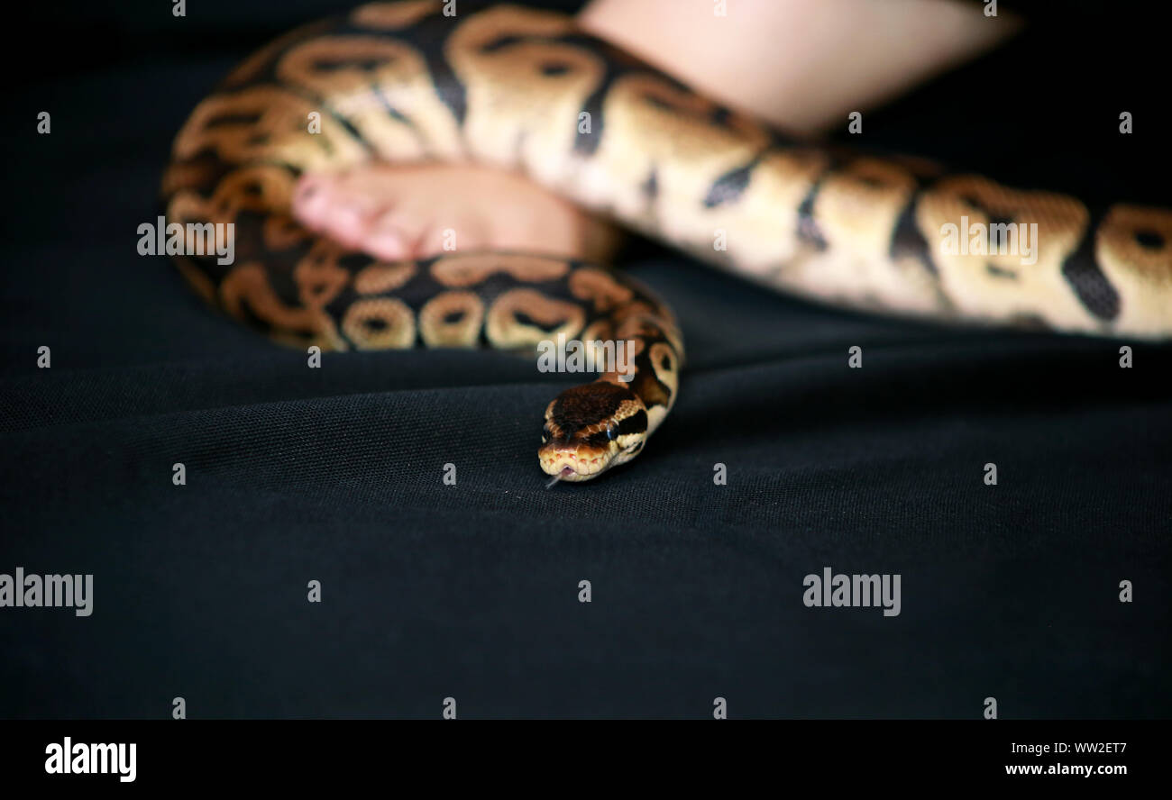 Leg with Royal Python snake. Ball Python slithering on female foot and ...