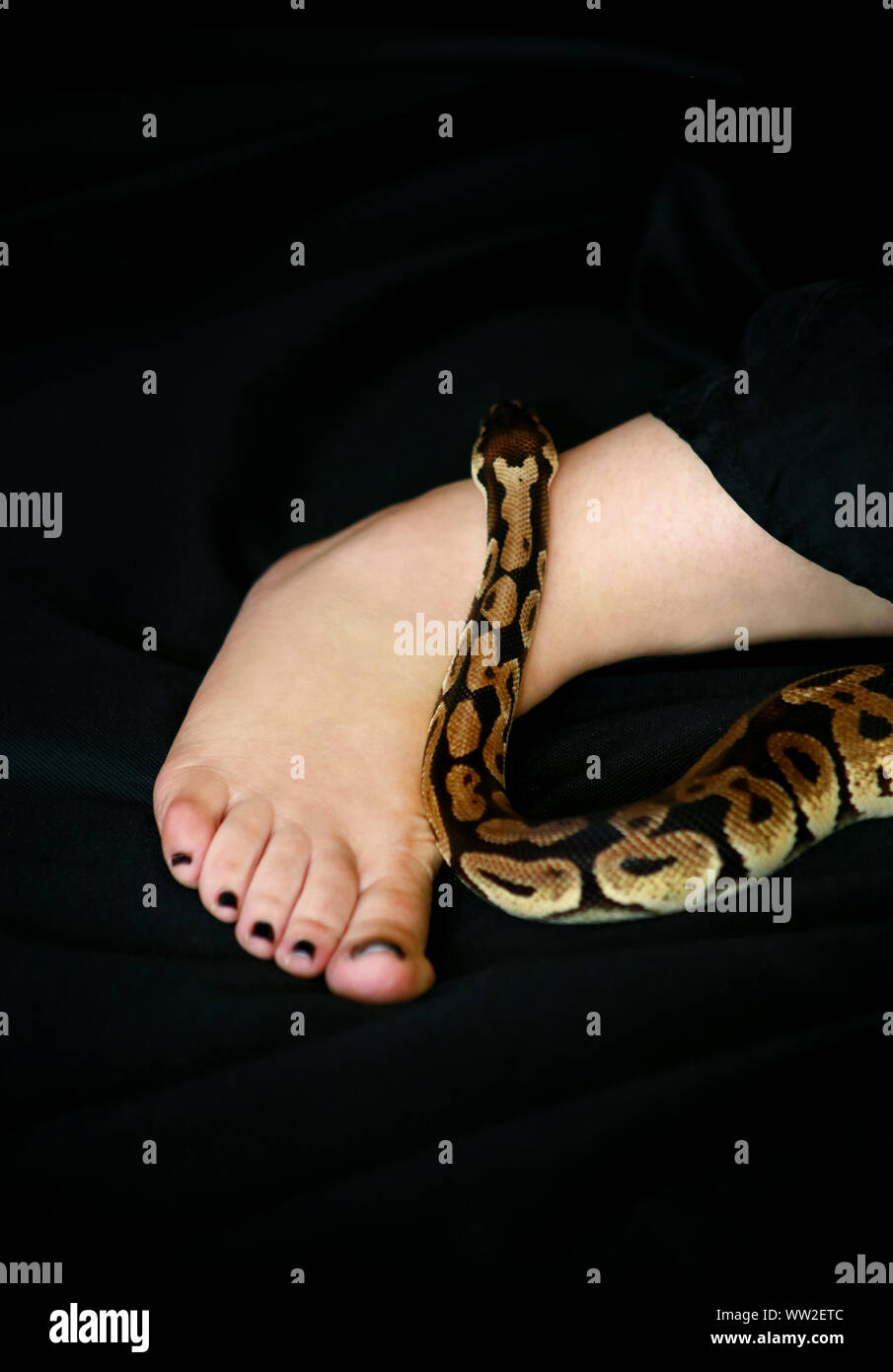 Leg with Royal Python snake. Ball Python slithering on female foot and ...
