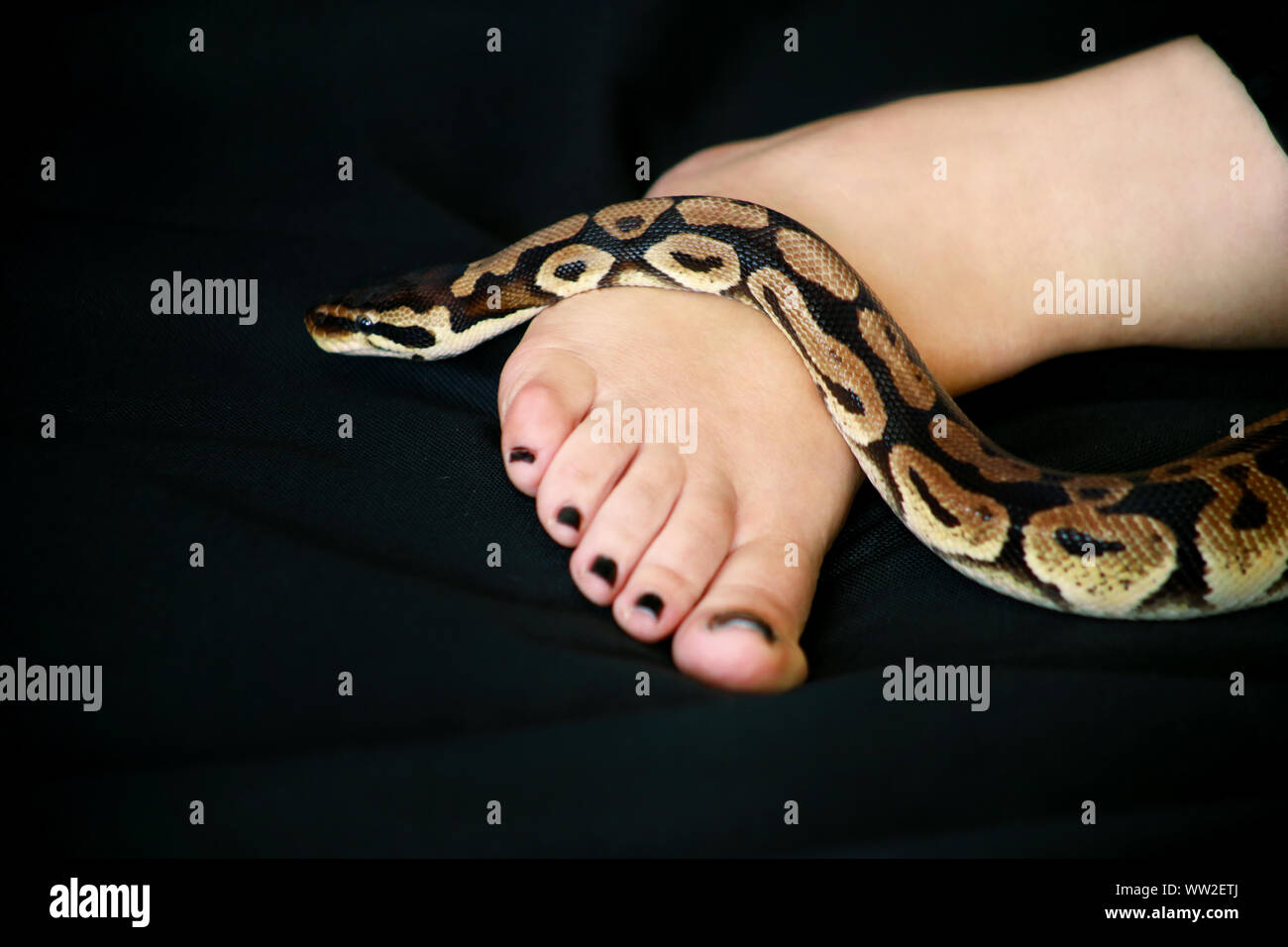 Leg with Royal Python snake. Ball Python slithering on female foot and ...