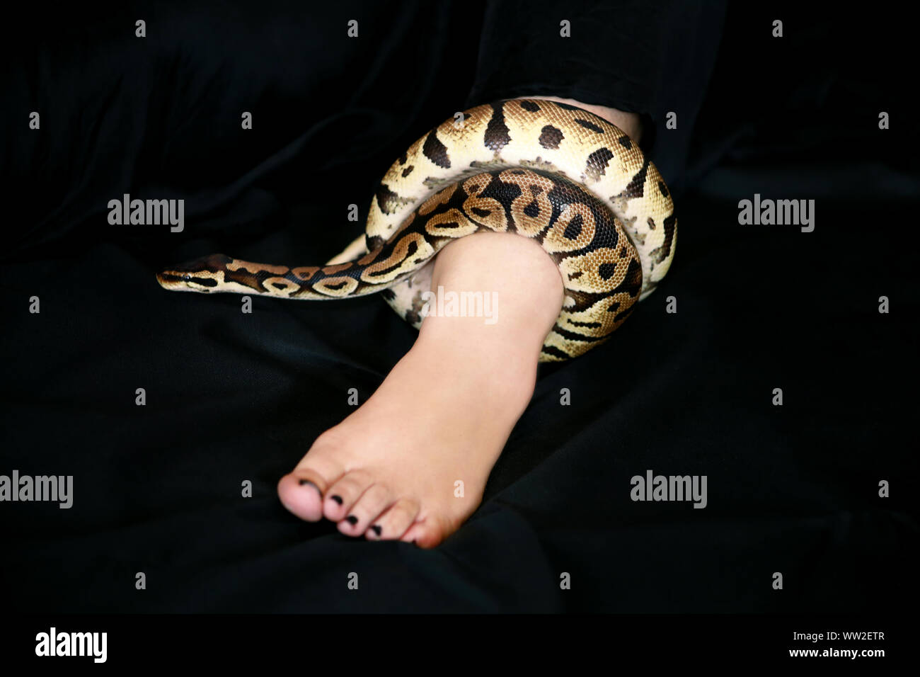 Leg with Royal Python snake. Ball Python slithering and crawling around ...