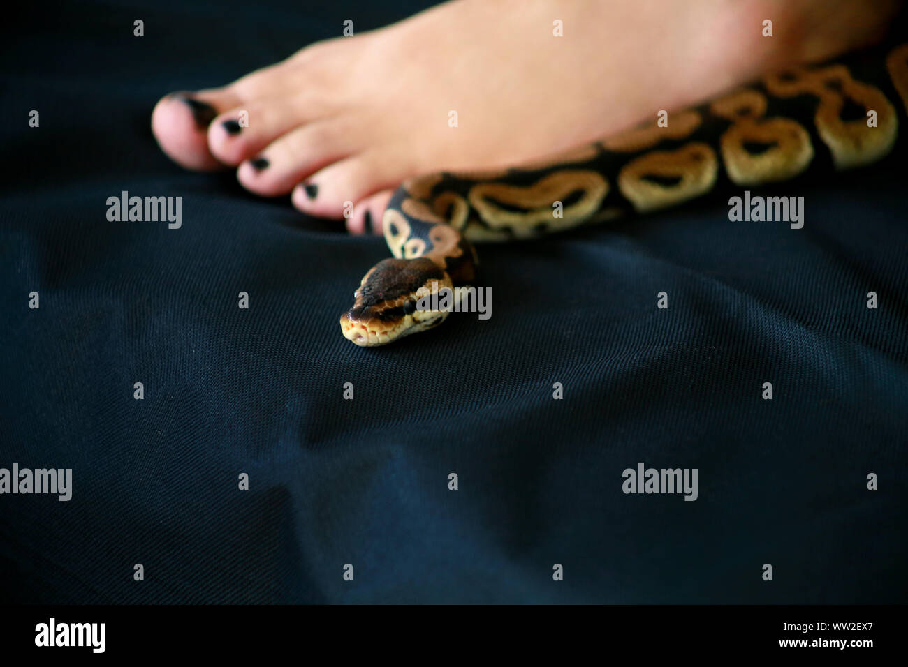 Female leg with Royal Python snake. Ball Python slithering across black ...