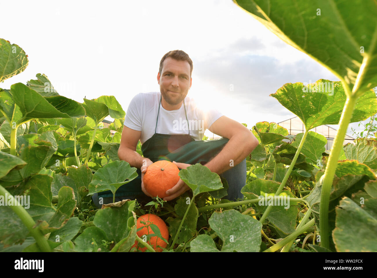 farmer harvesting pumpkins on a vegetable field of the farm Stock Photo ...