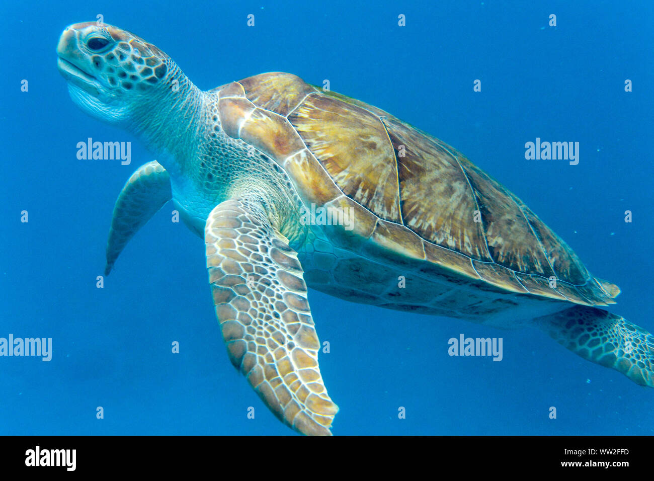 Green Turtle (Chelonia mydas) swimming in the Caribbean Sea in Barbados Stock Photo