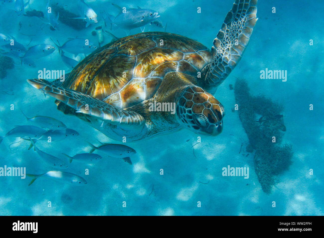 Green Turtle (Chelonia mydas) swimming in the Caribbean Sea in Barbados Stock Photo