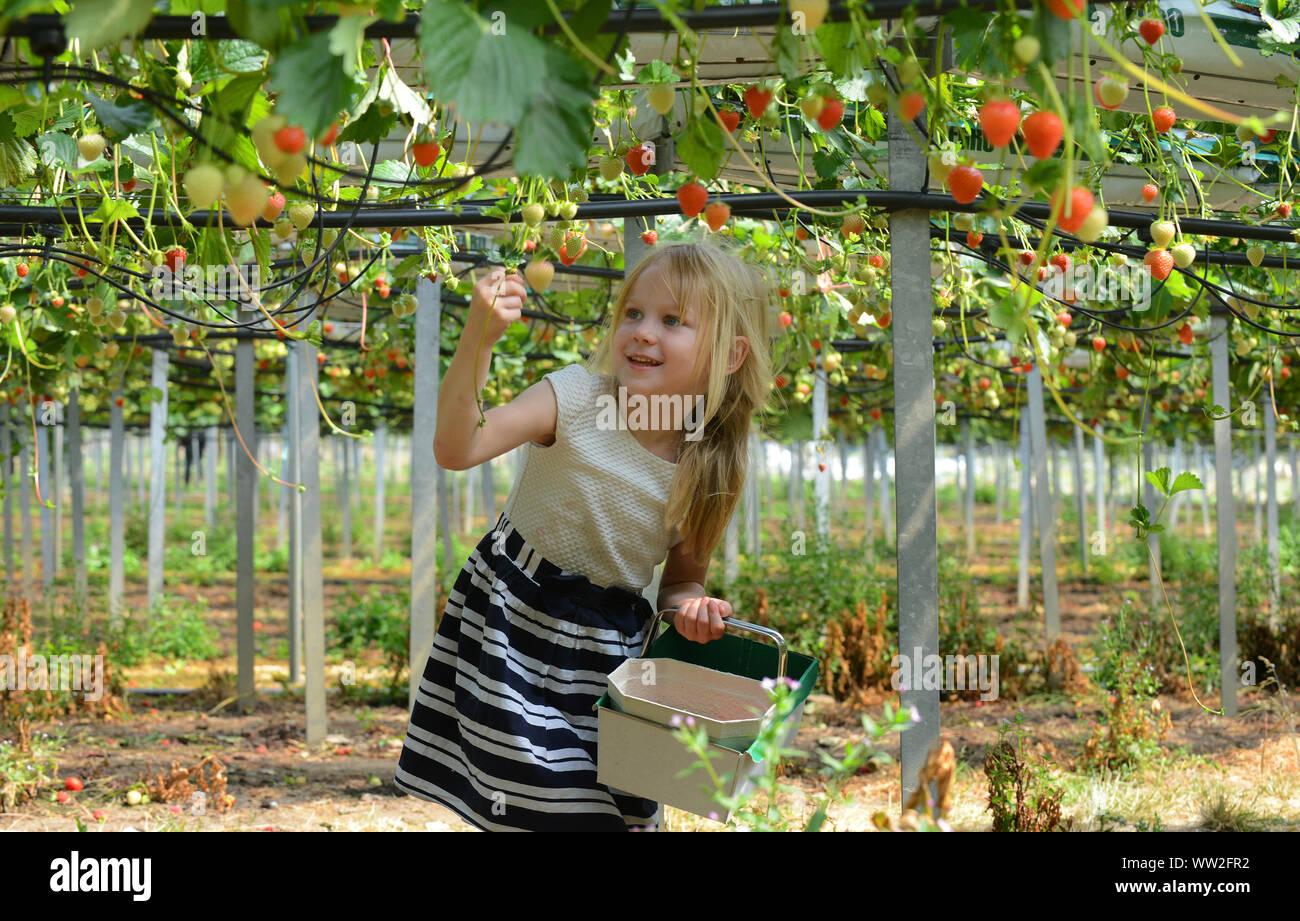 A young girl picks strawberries and other fruits during a visit to a fruit farm near Edinburgh, Scotland Stock Photo