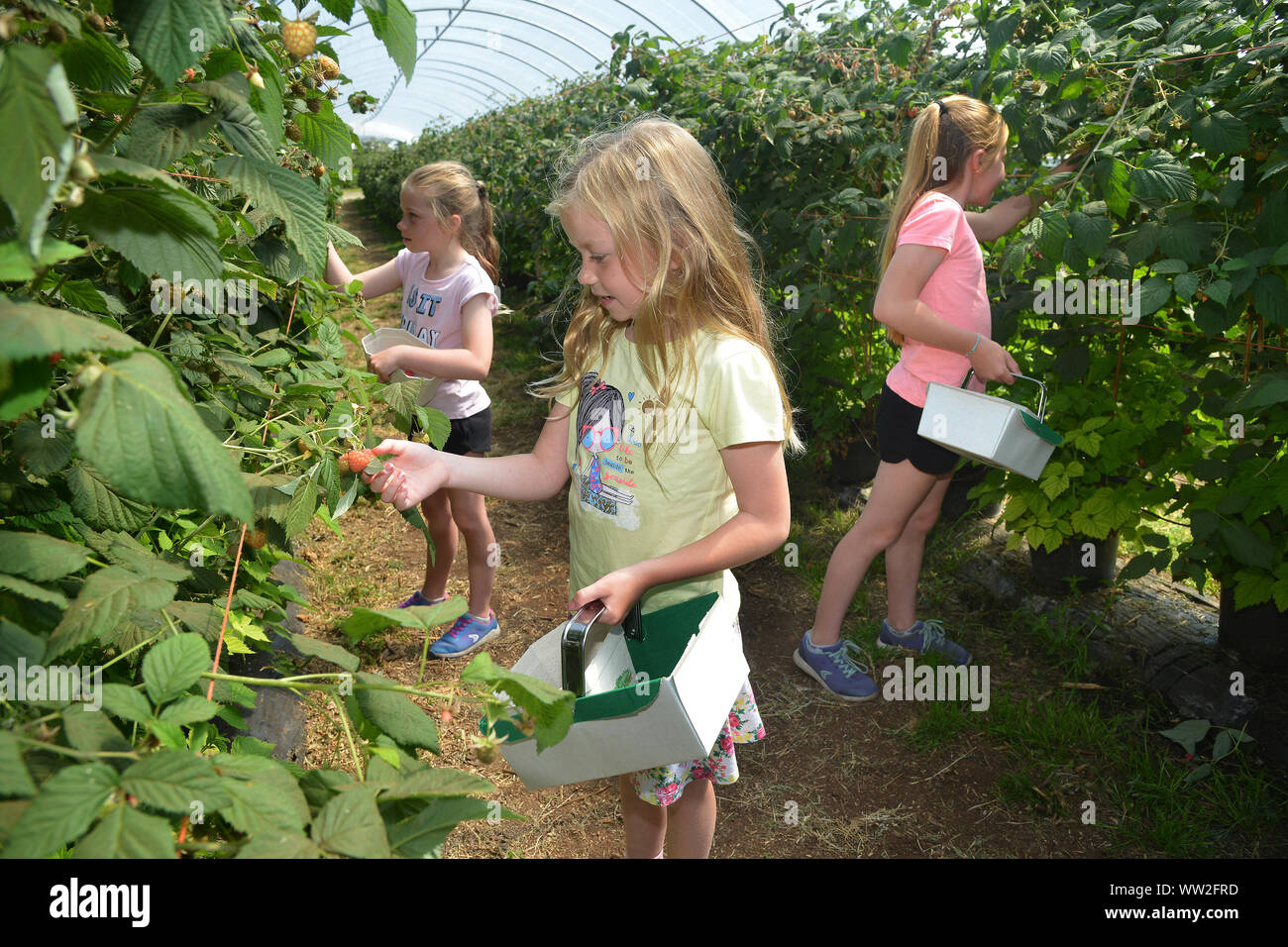 Young girls pick raspberries and other fruits during a visit to a fruit farm near Edinburgh, Scotland Stock Photo