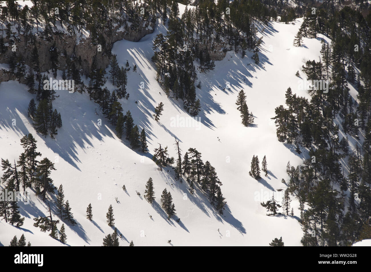 Snowy treelined mountain slopes in the Pyrenees of  Navarra Spain Stock Photo