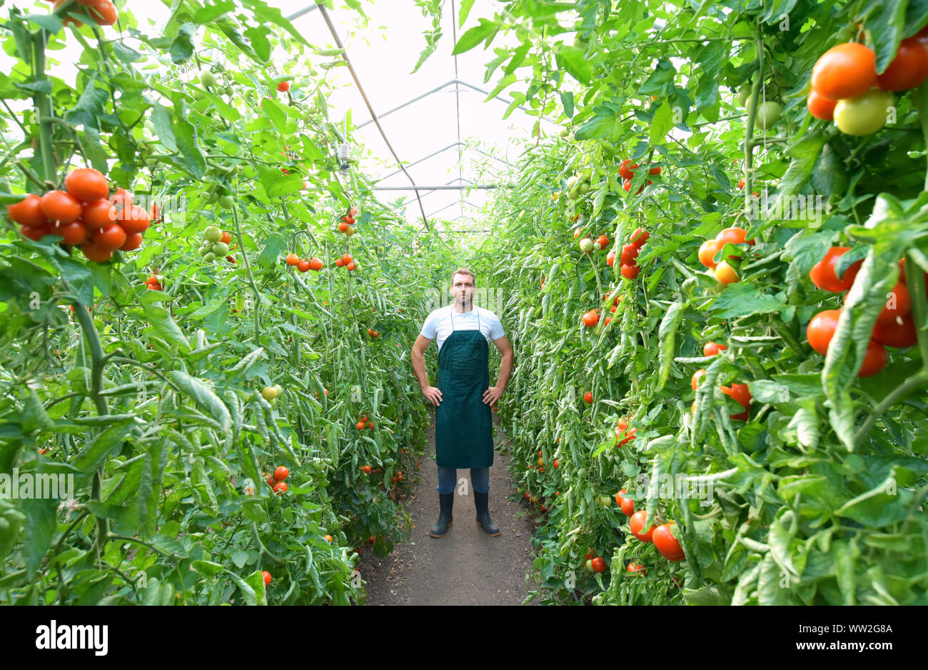 Farmer In Greenhouse Growing And Harvesting Tires Tomatoes For Sale Farmer In Greenhouse Growing And Harvesting Tires Tomatoes For Sale