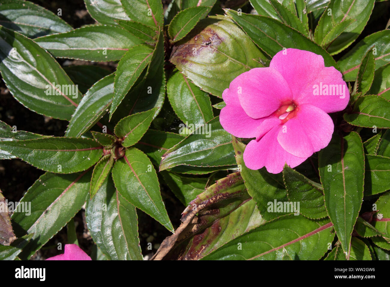 Closeup of New Guinea Impatiens purple plant Stock Photo Alamy