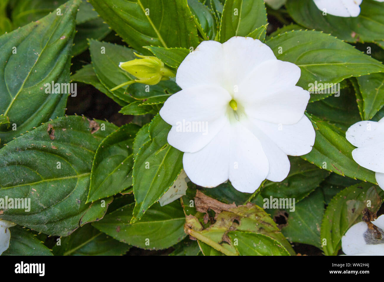 Closeup of New Guinea Impatiens white plant Stock Photo Alamy