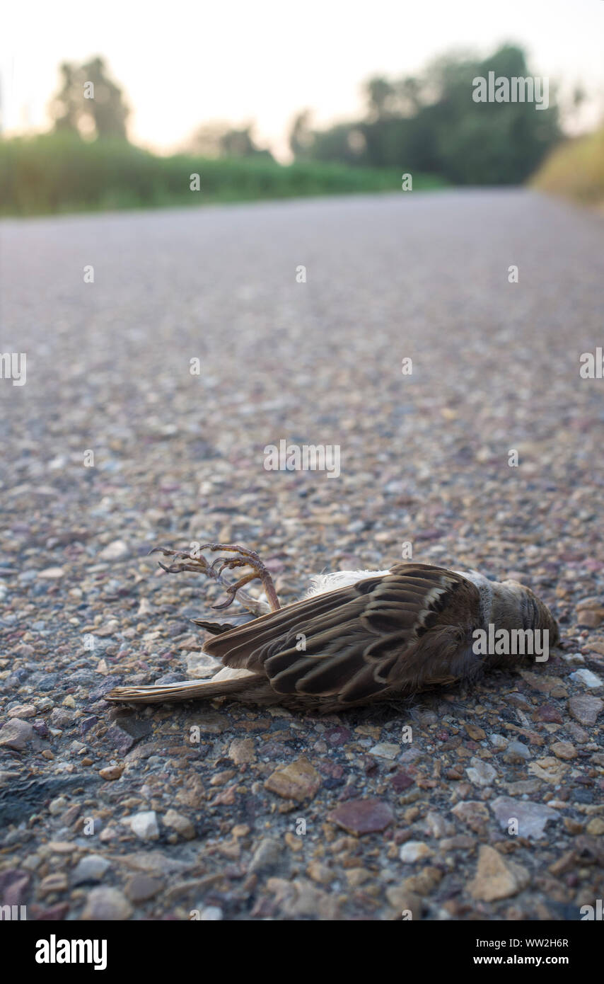 Wild bird run over asphalt of country road. Concept for road safety and