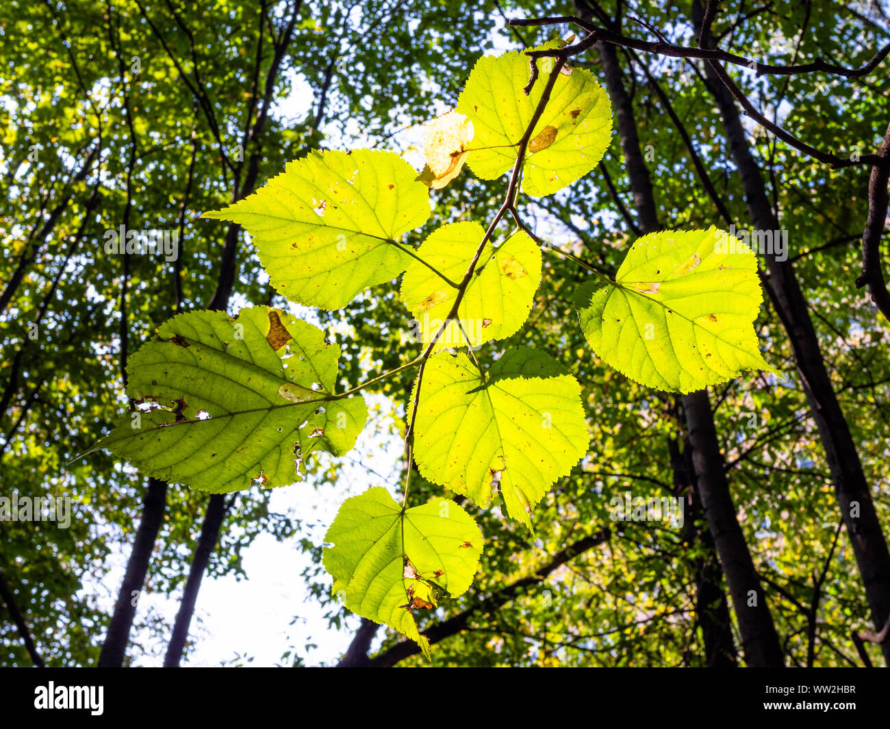bottom view of yellowing leaves of linden tree illuminated by sun in green city park on sunny ...