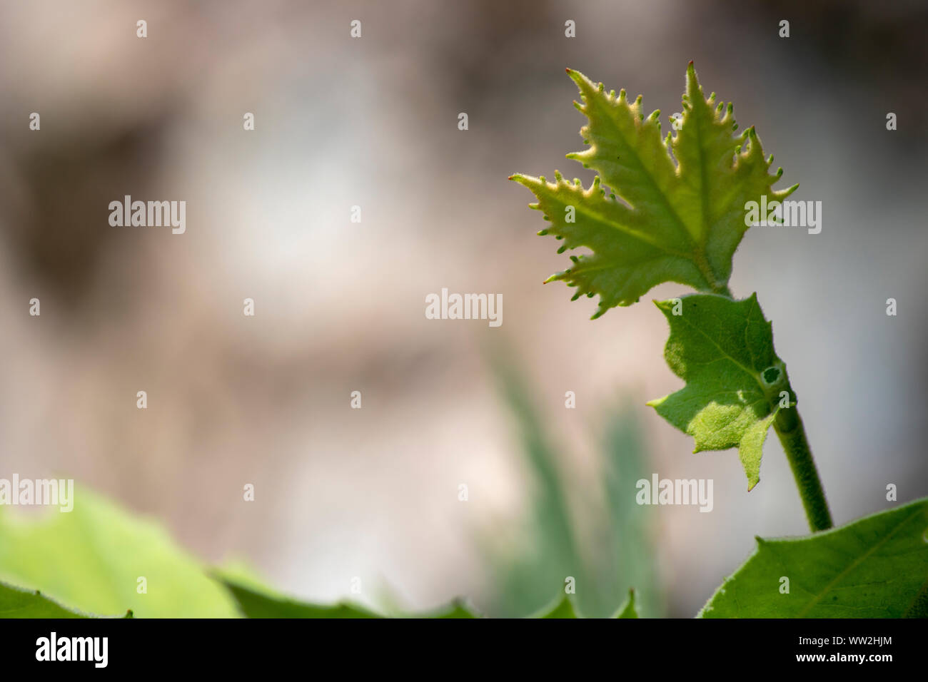 Platanus occidentalis leaf close-up of a single tree. Stock Photo