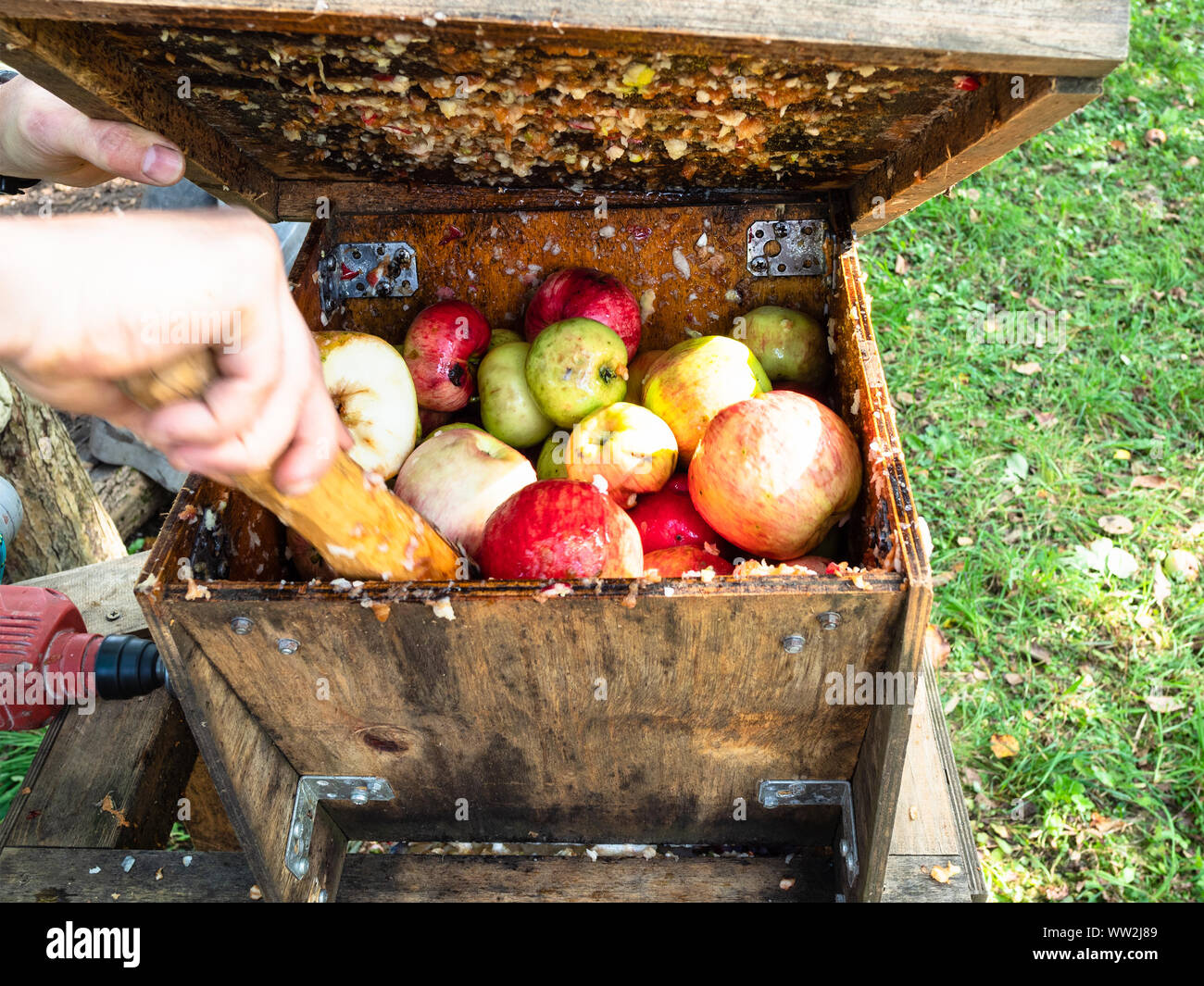 preparation of fresh apple pulp in the wooden grinding box before press