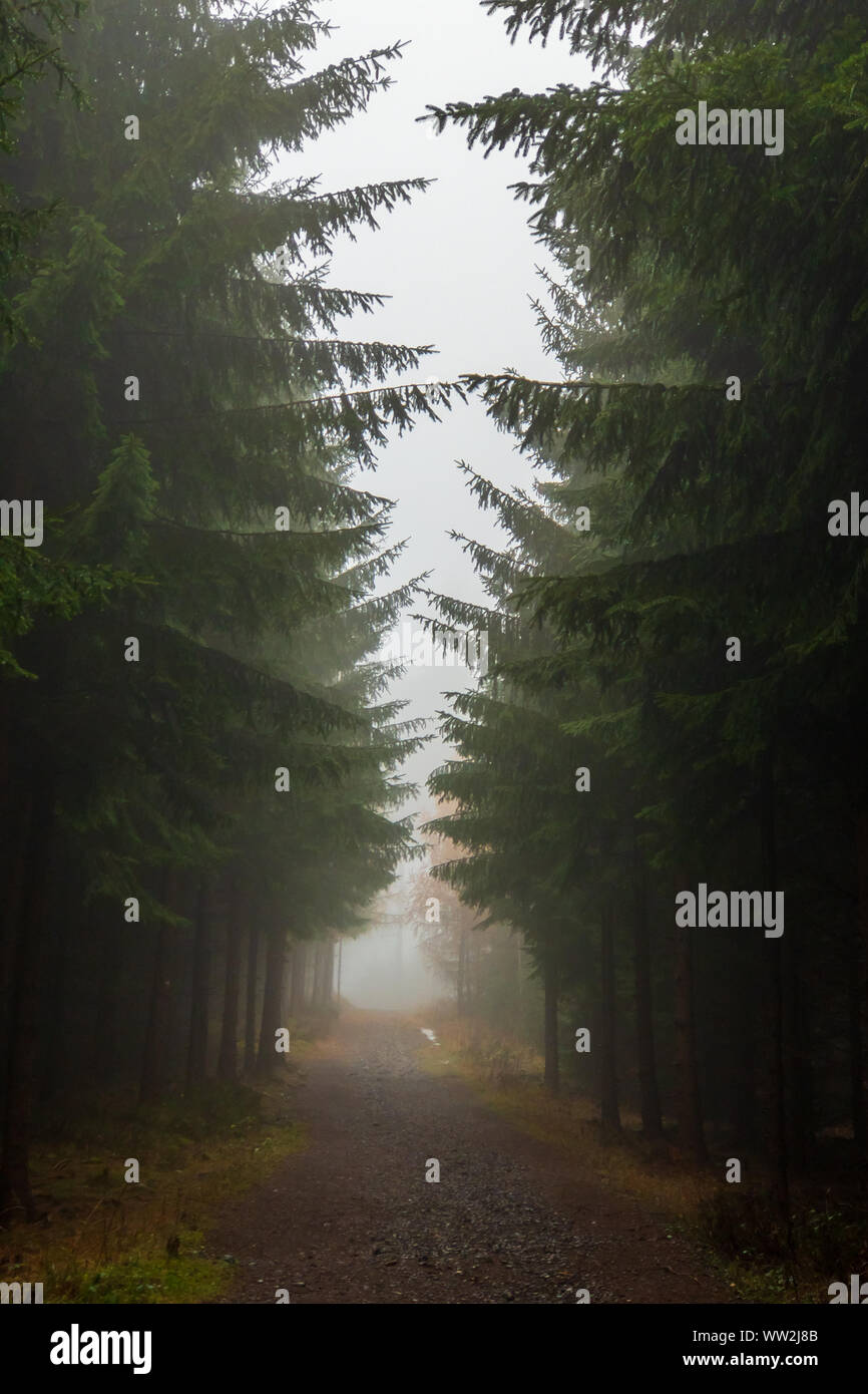 Fog shrouded trees hi-res stock photography and images - Alamy