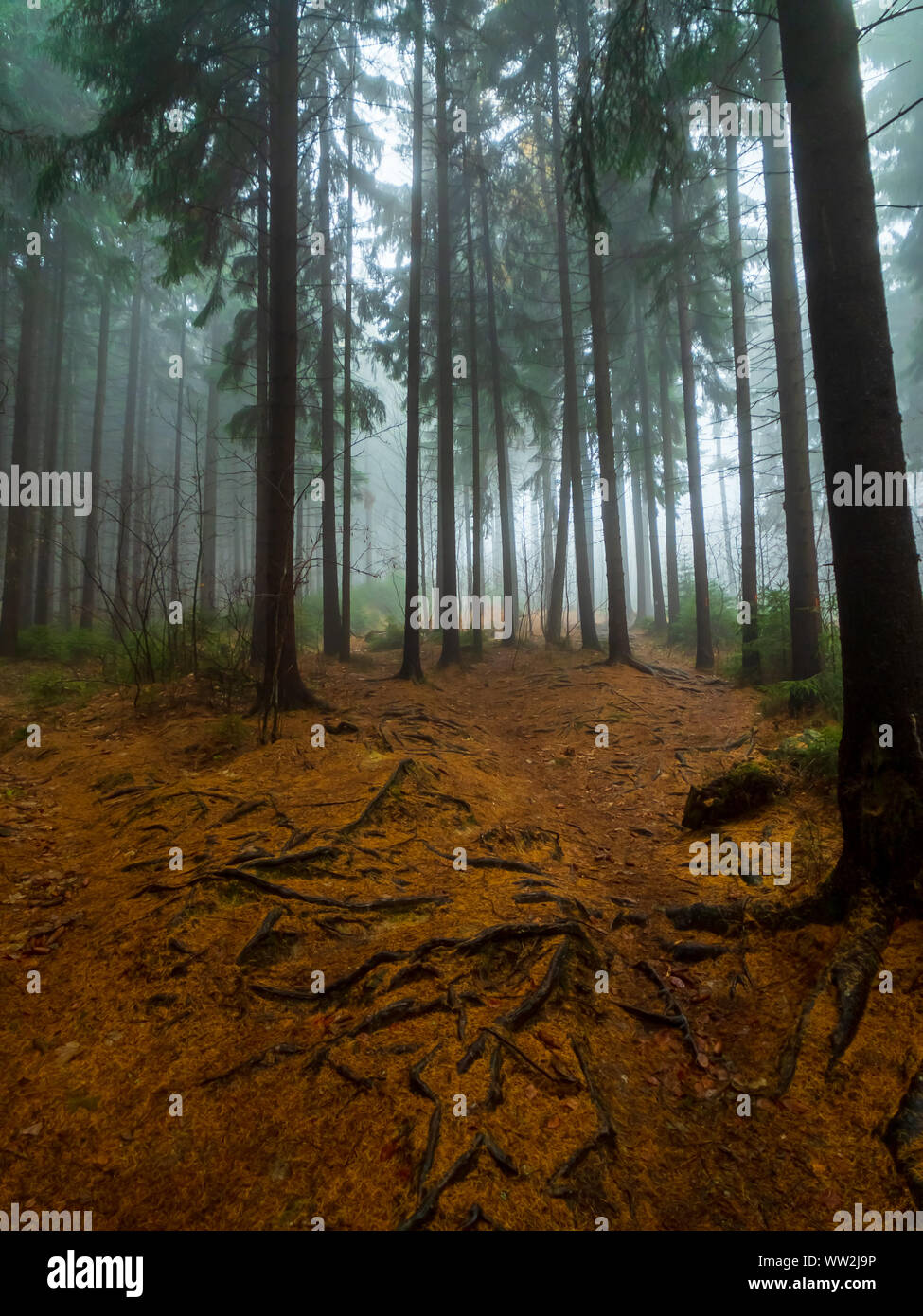 Trees in a forest shrouded in fog Stock Photo - Alamy