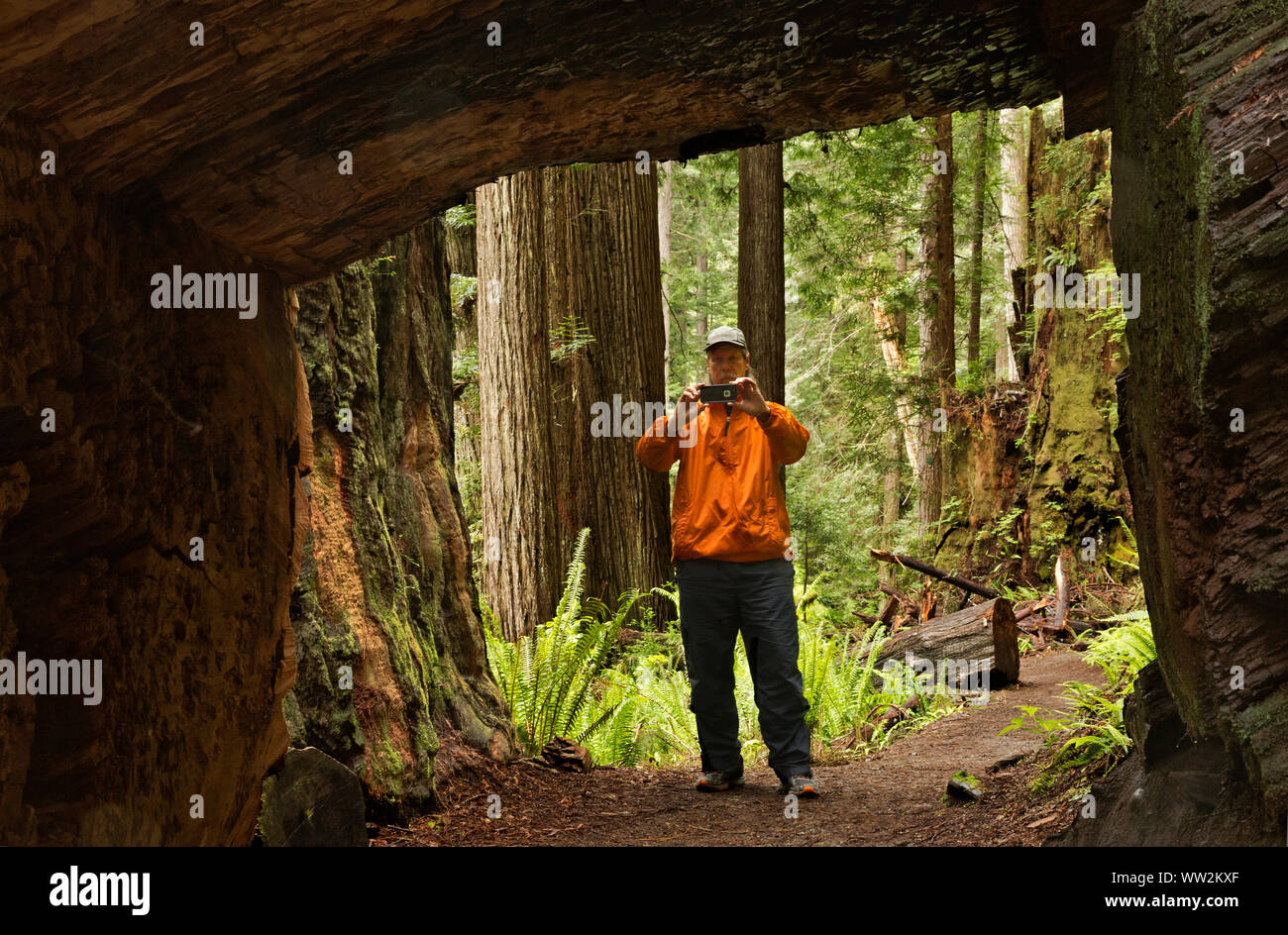 CA03551-00...CALIFORNIA - Hiker taking a cell phone image of a tunnel through a giant redwood log on the James Irvine Trail in Prairie Creek Redwoods. Stock Photo