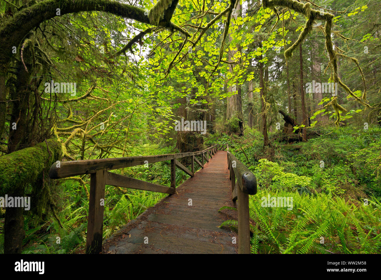 CALIFORNIA - Bridge on the James Irvine Trail located in the Murrelet State Wilderness section of Prairie Creek Redwoods State Park. Stock Photo