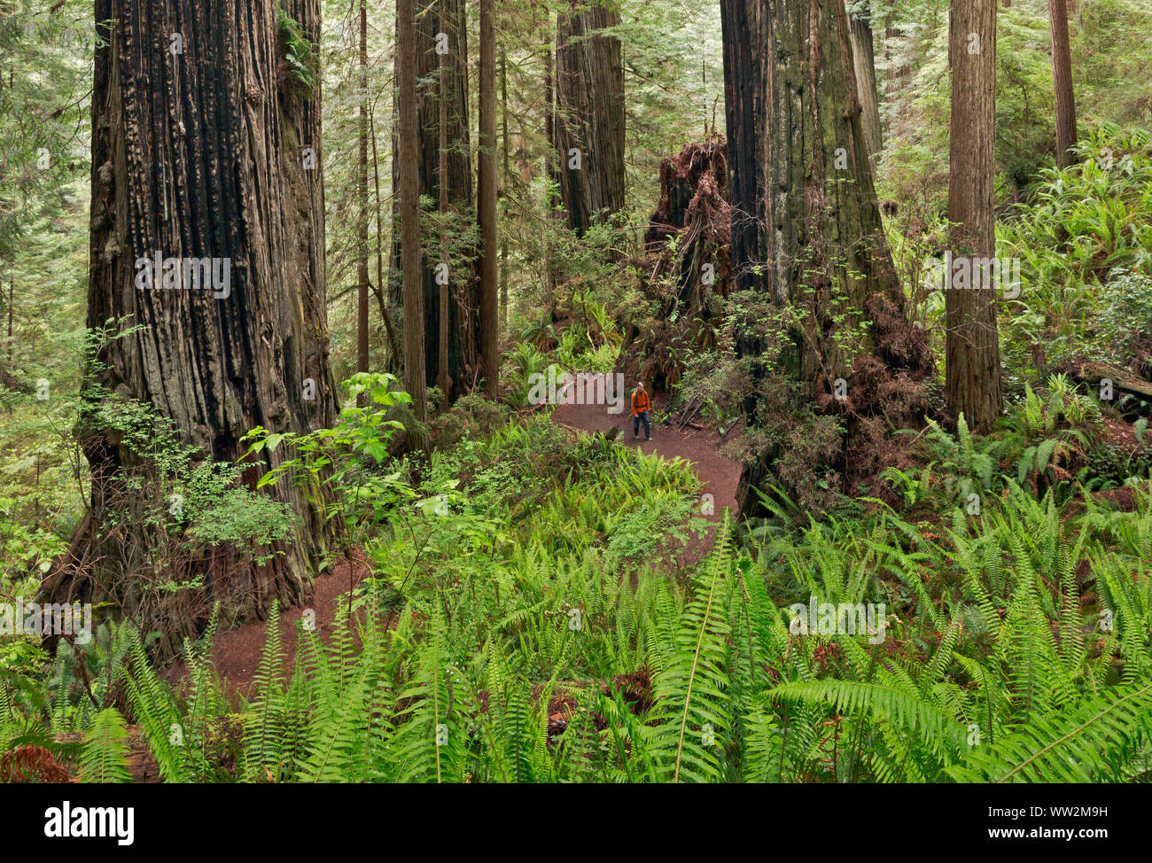 CA03556-00...CALIFORNIA - Hiker walking through a forest of massive redwood trees along the James Irvine Trail Prairie Creek Redwoods State Park. Stock Photo