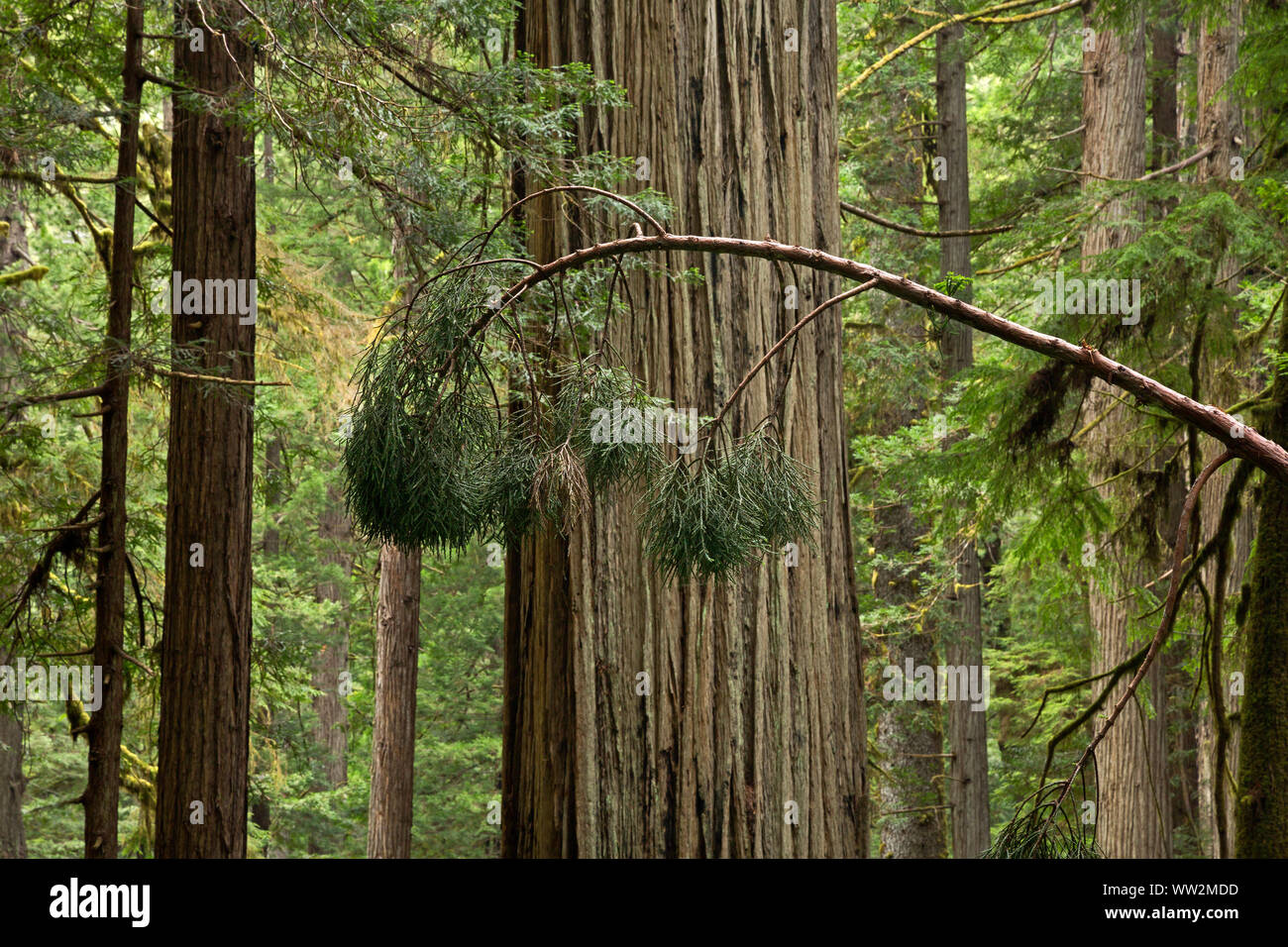 CA03559-00...CALIFORNIA - A skiny and spindly, bent young redwood tree in the Murrelet State Wilderness area of the Prairie Creek Redwoods State Park. Stock Photo