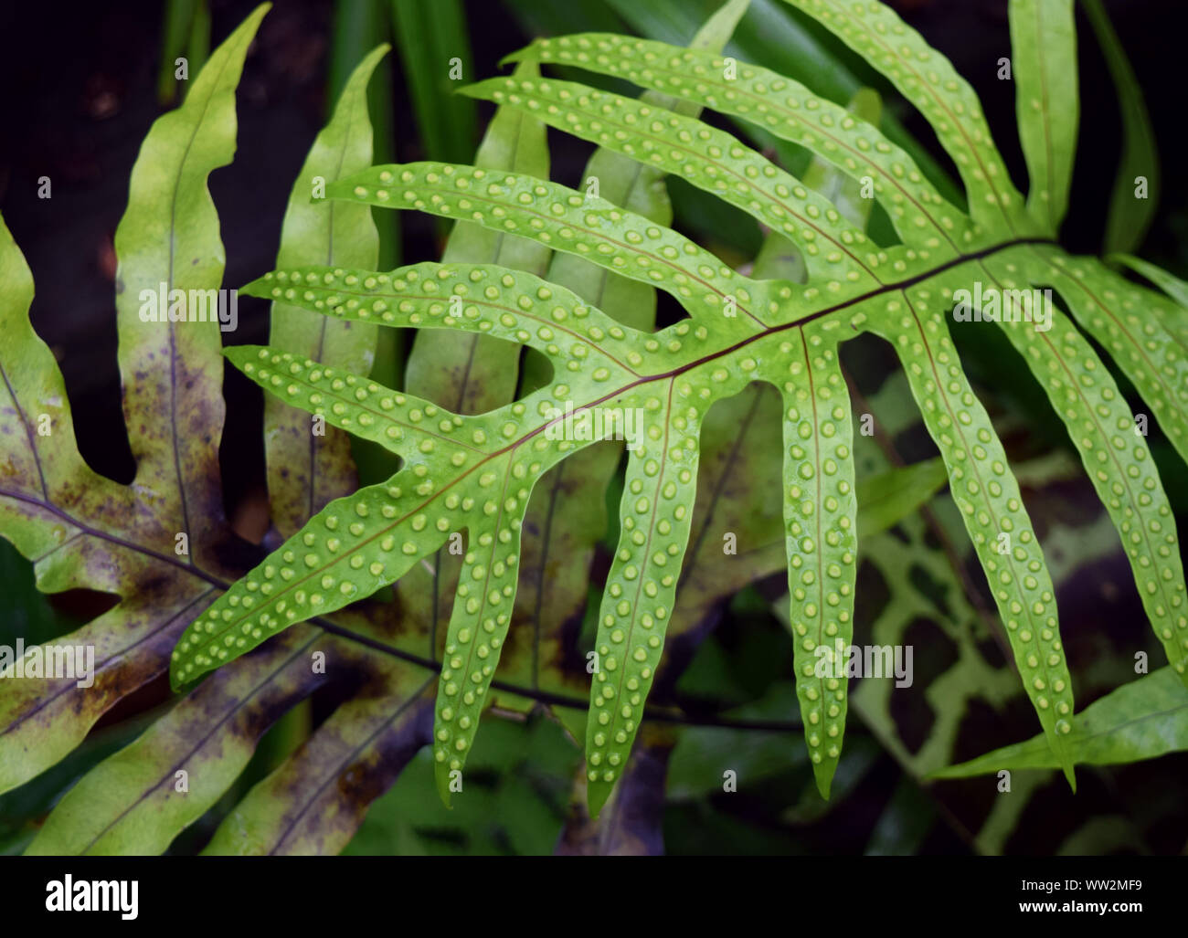 Backdrop of bright ferns hi-res stock photography and images - Alamy