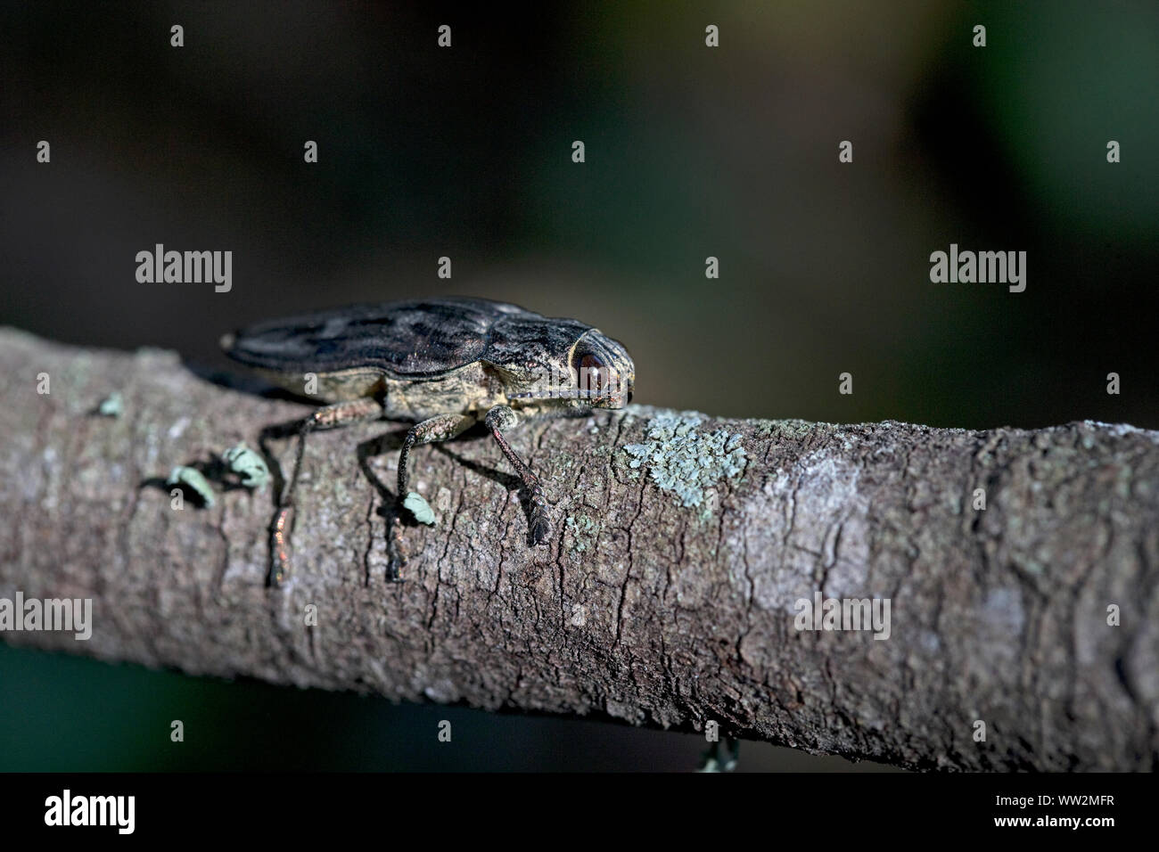 Flatheaded Pine Borer (Chalcophora mariana) Stock Photo