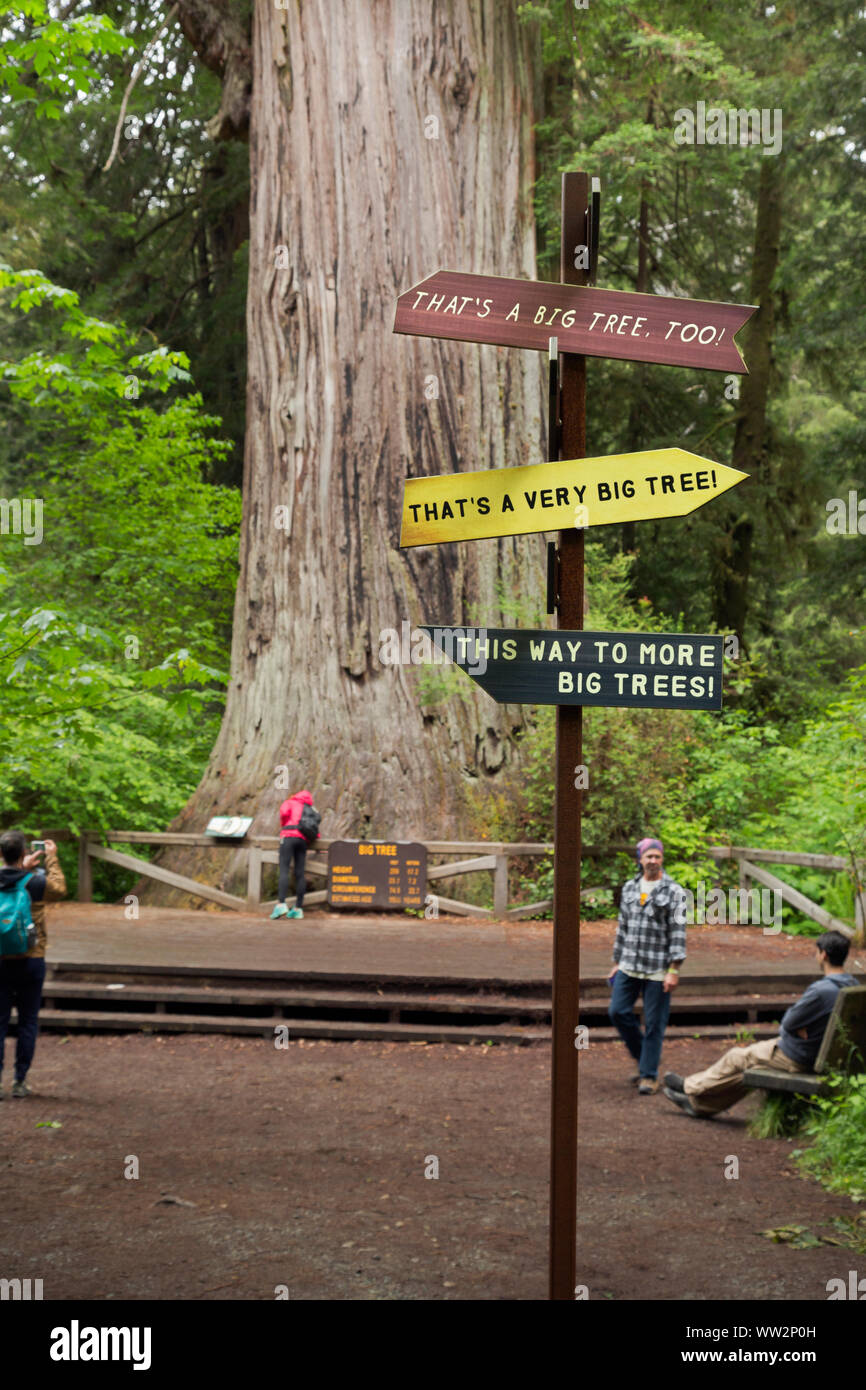 CALIFORNIA - Sign at Big Tree reminding visitors that there numerous other huge redwood trees nearby, in Prairie Creek Redwoods State Park. Stock Photo