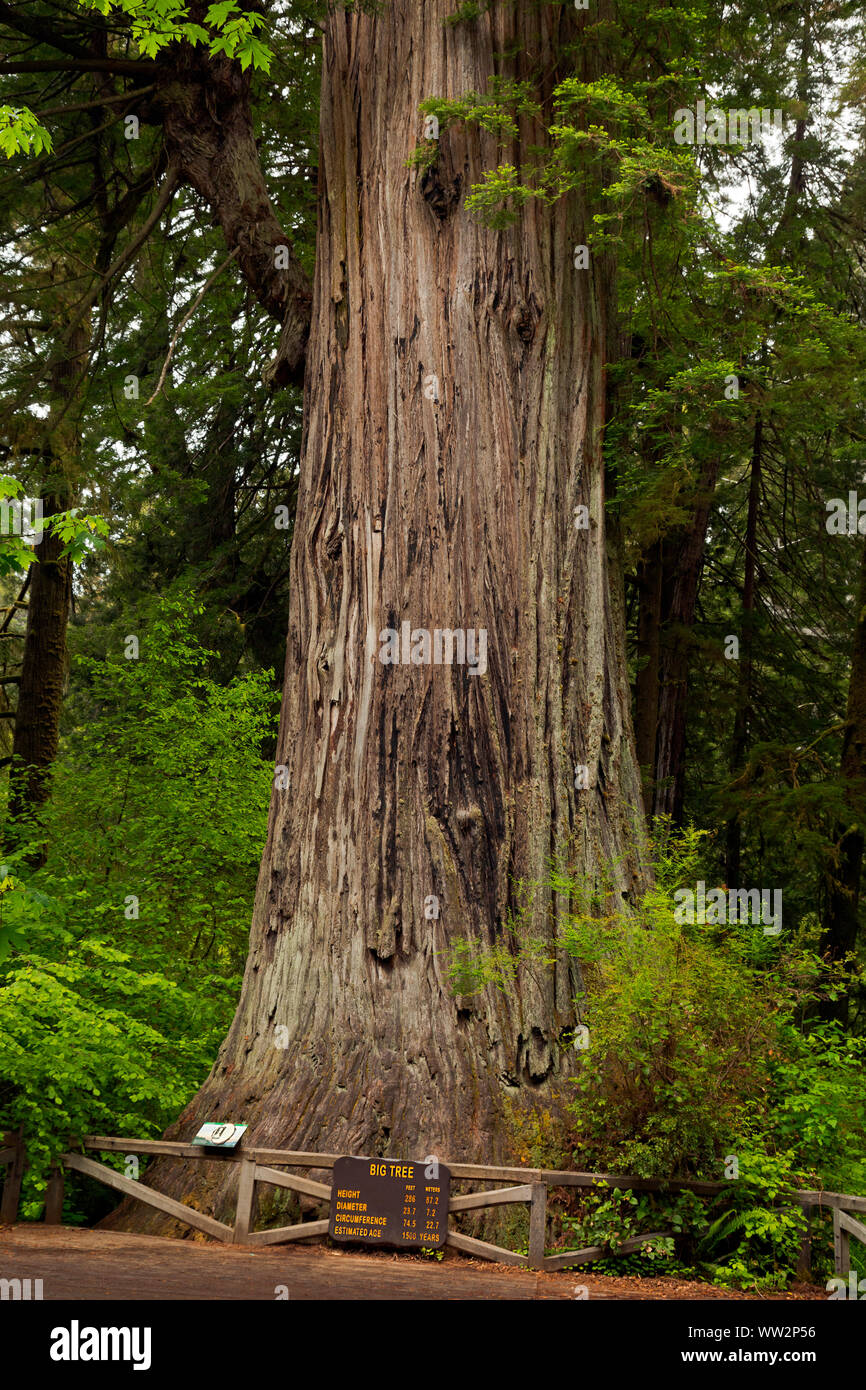 CA03568-00...CALIFORNIA - Big Tree, a popular destination for visitors to Prairie Creek Redwoods State Park; part of Redwoods National and State Parks Stock Photo