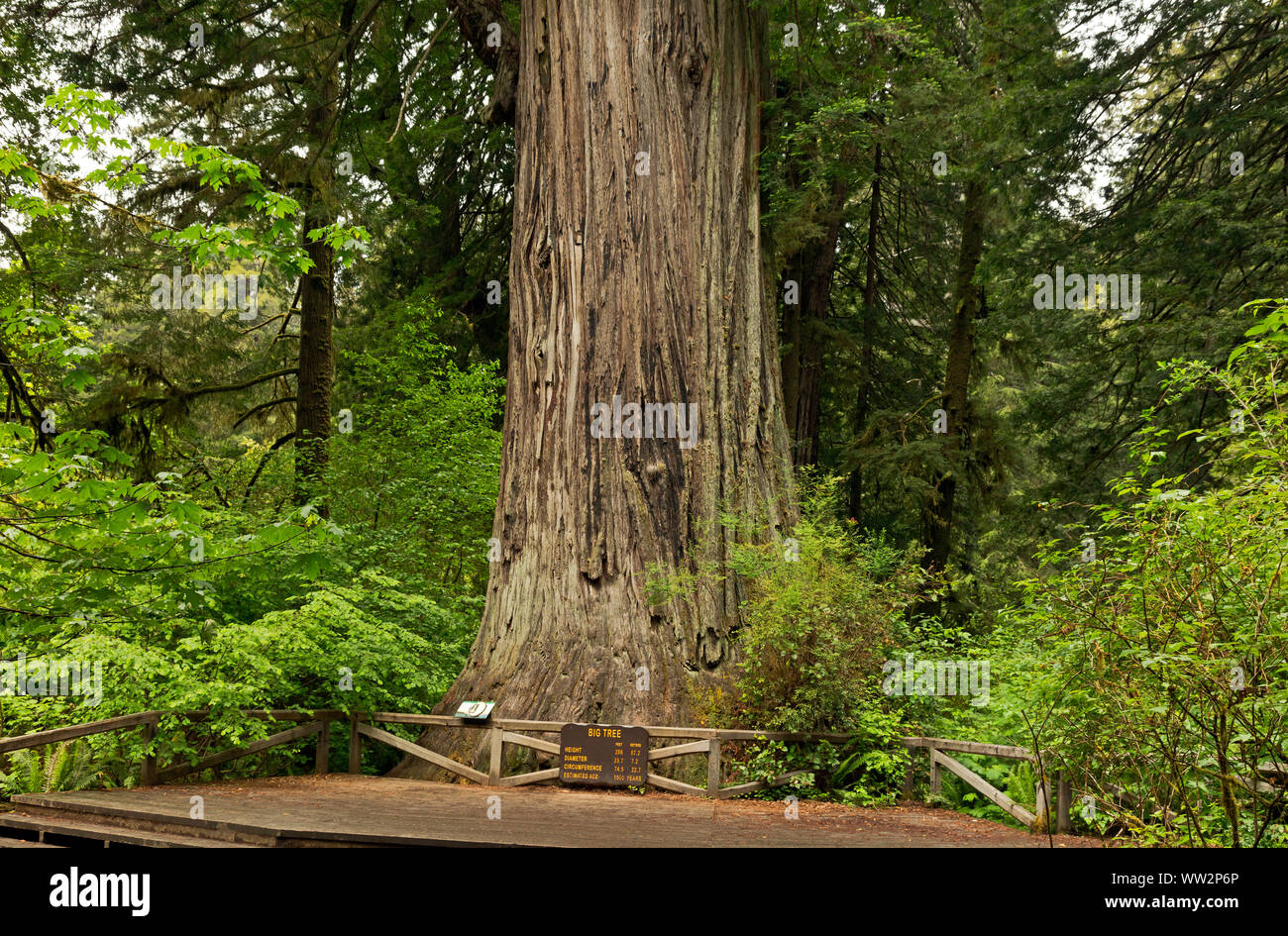 CA03569-00...CALIFORNIA - Big Tree, a popular destination for visitors to Prairie Creek Redwoods State Park; part of Redwoods National and State Parks Stock Photo