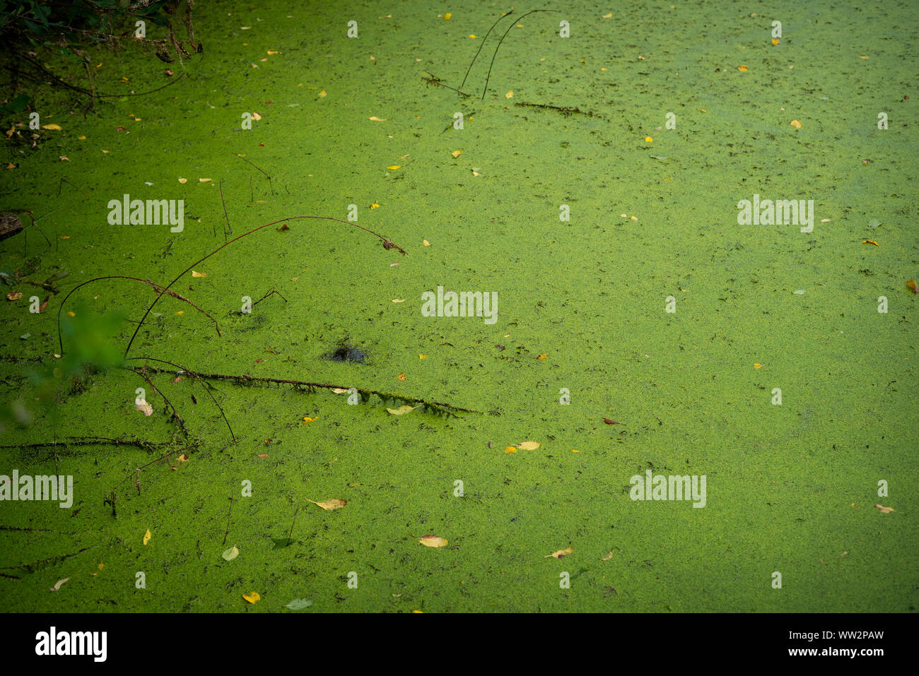 Duckweeds on water Stock Photo