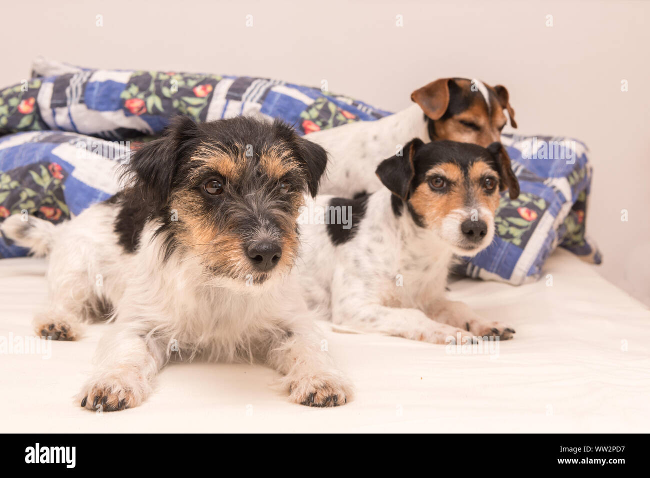 funny dog for sale ad