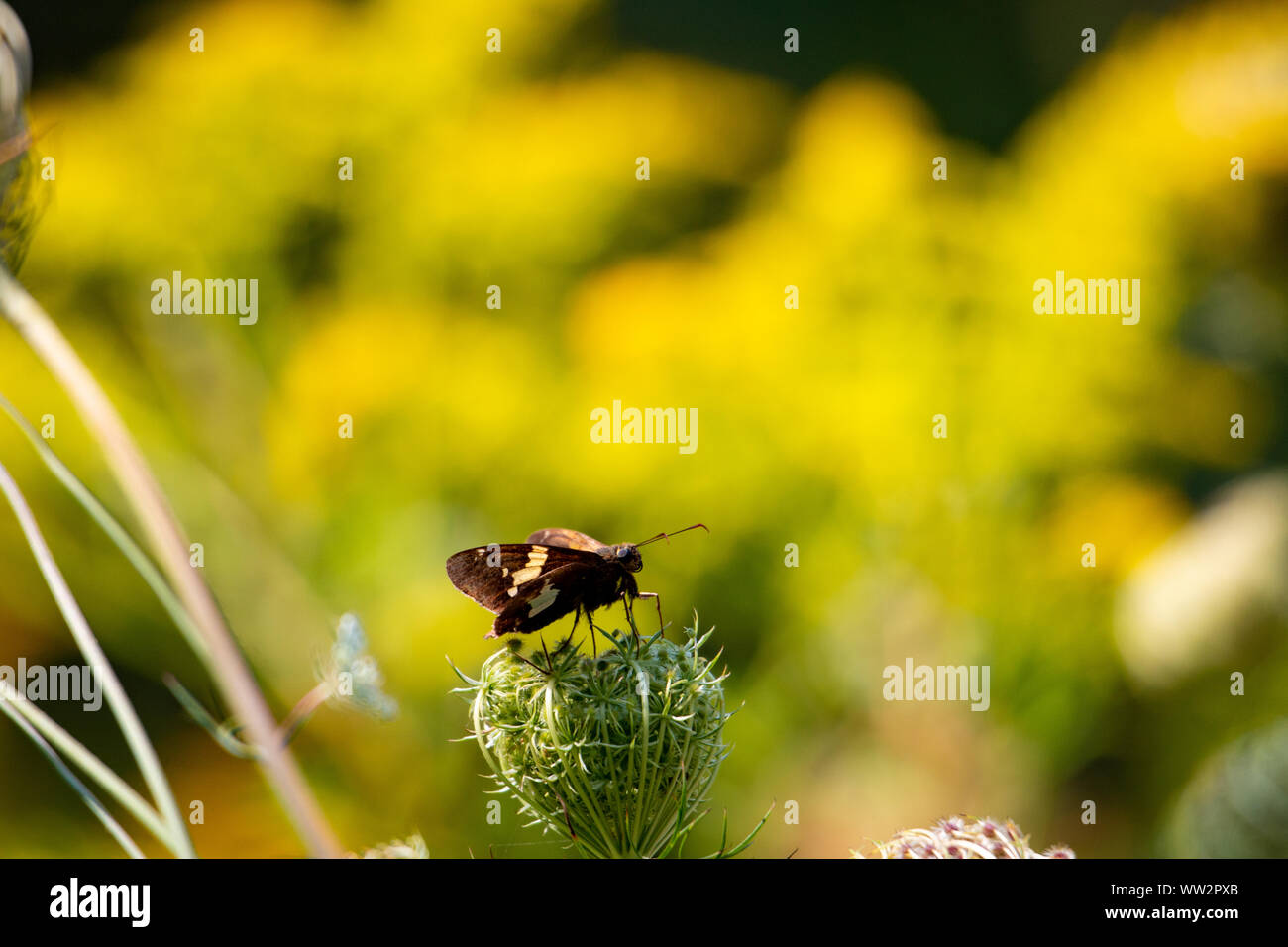 tiny butterfly on a wild flower photographed in Ontario Canada Stock