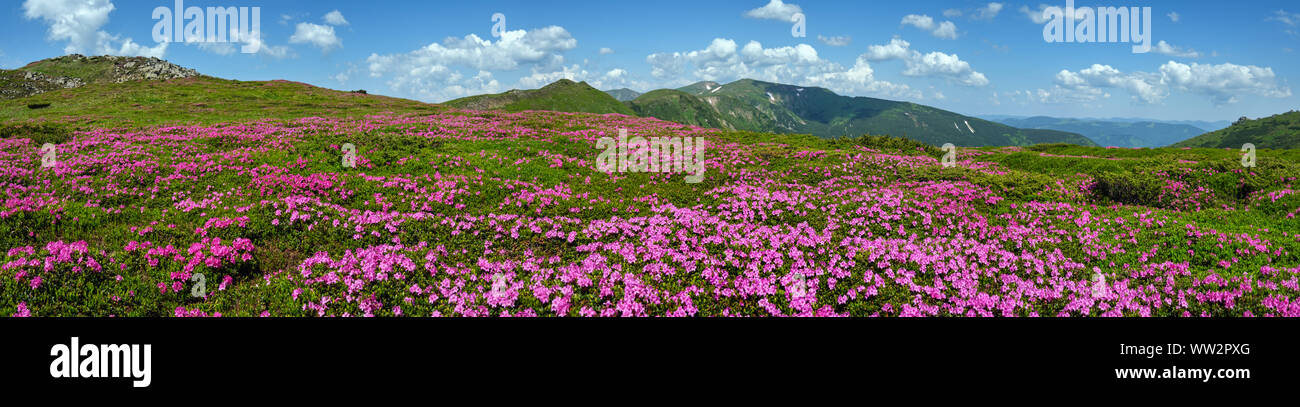 Blossoming slopes (rhododendron flowers ) of Carpathian mountains, Chornohora, Ukraine. Summer. Stock Photo