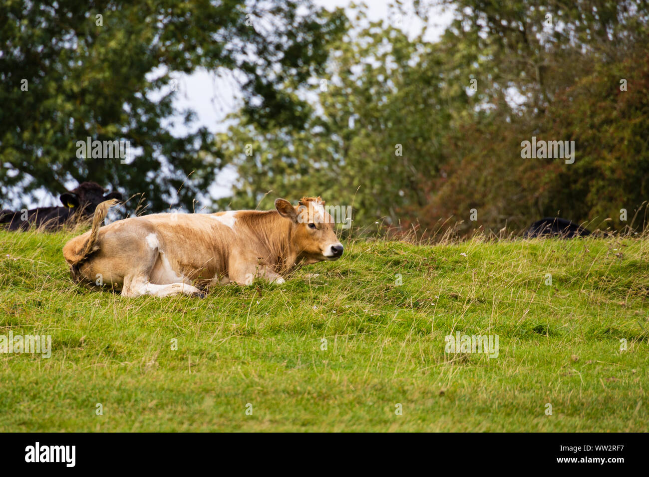 Cow lying down on the grass on the banks of the River Trent, Gunthorpe, Nottinghamshire. Stock Photo