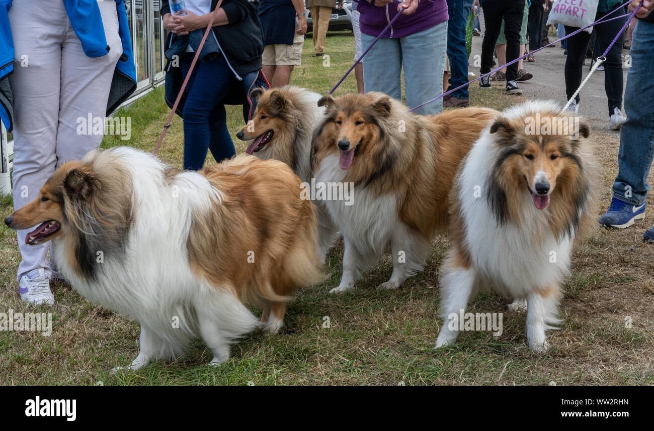 4 rough longhaired collie dogs on leads at an English county show